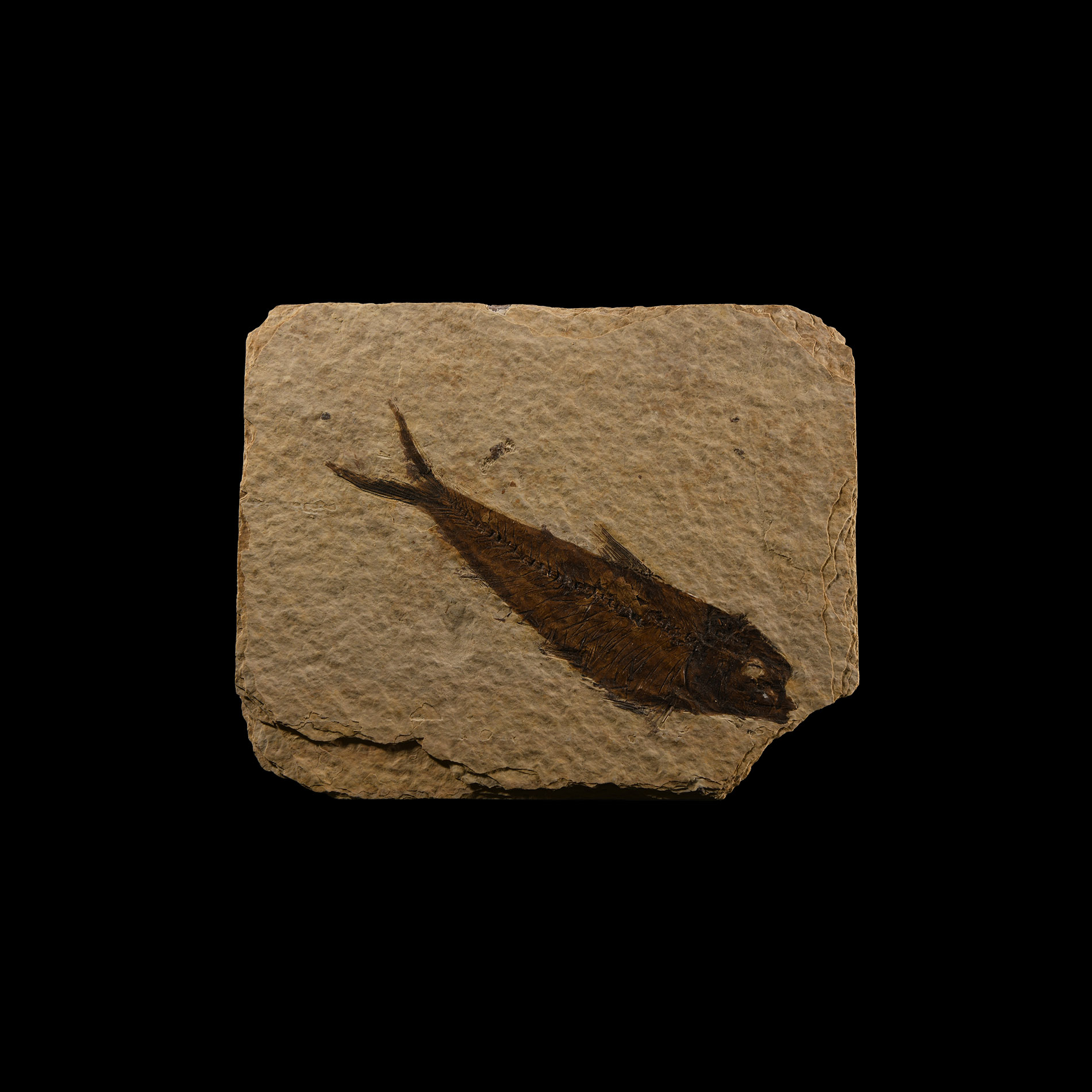 Natural History - Knightia Fossil Fish Plate
