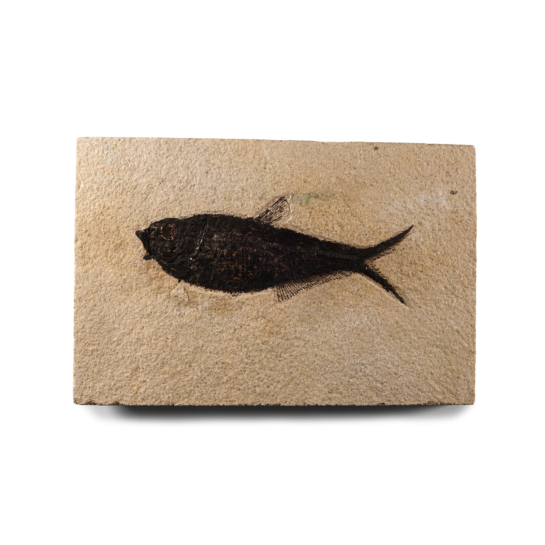 Natural History - Fossil Diplomystus Fish