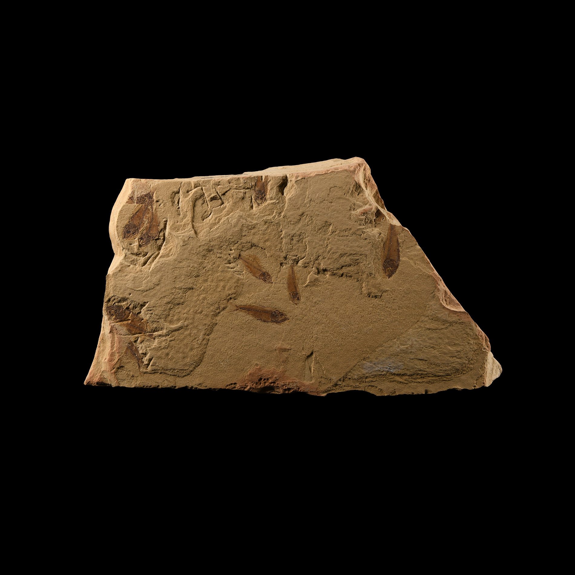 Natural History - Fossil Guppy Fish Mortality Plate