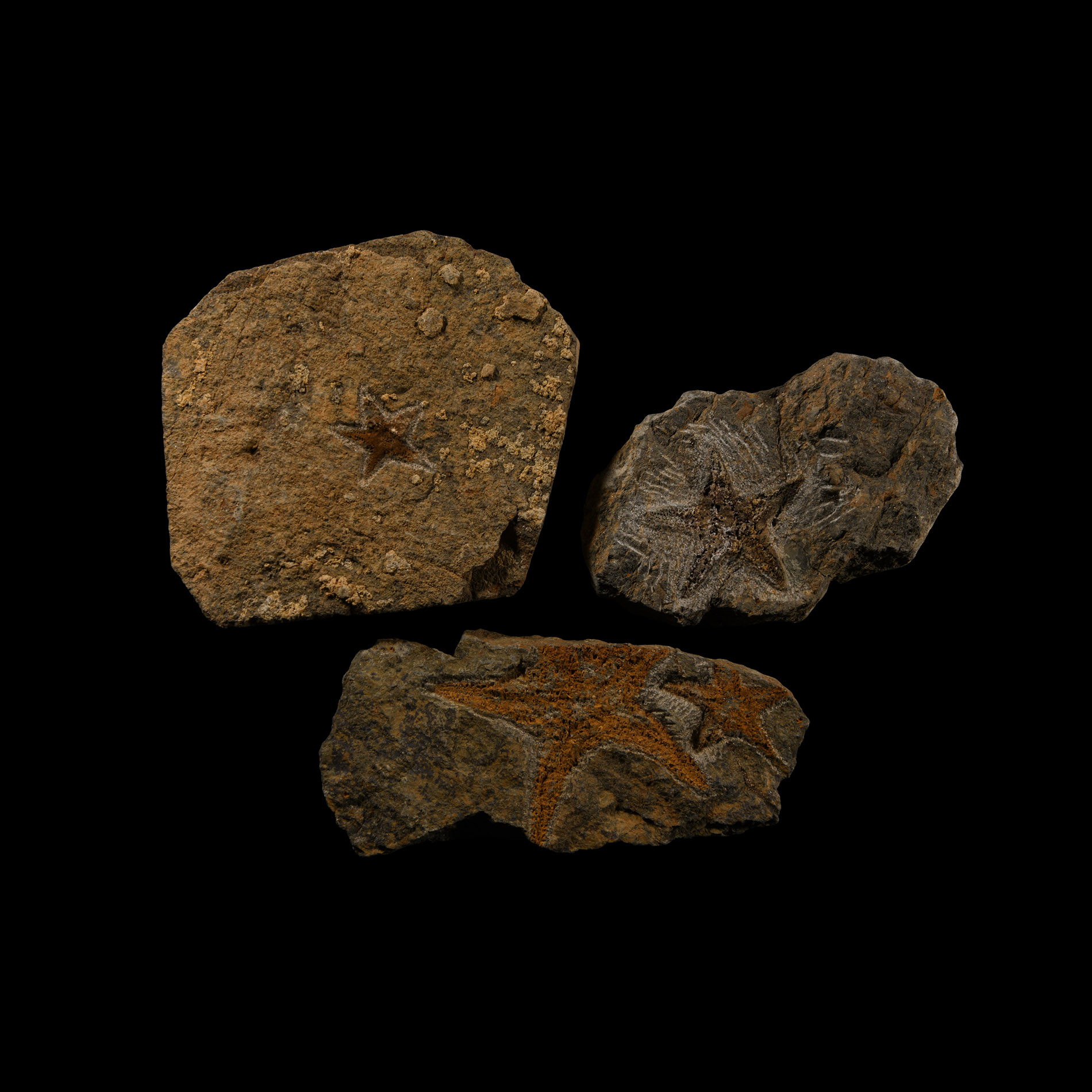 Natural History - Fossil Star Fish Group