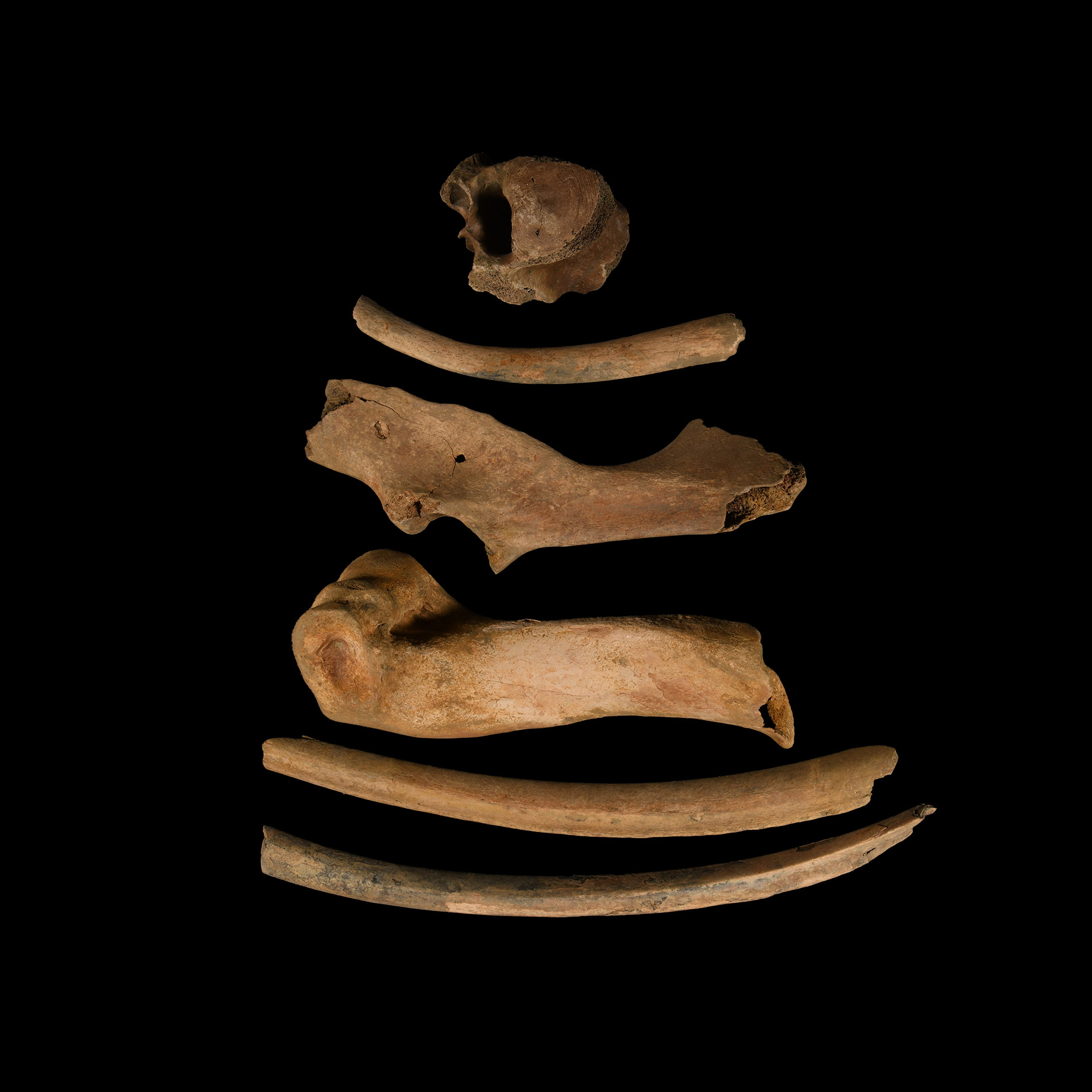 Natural History - Bison Bone Group