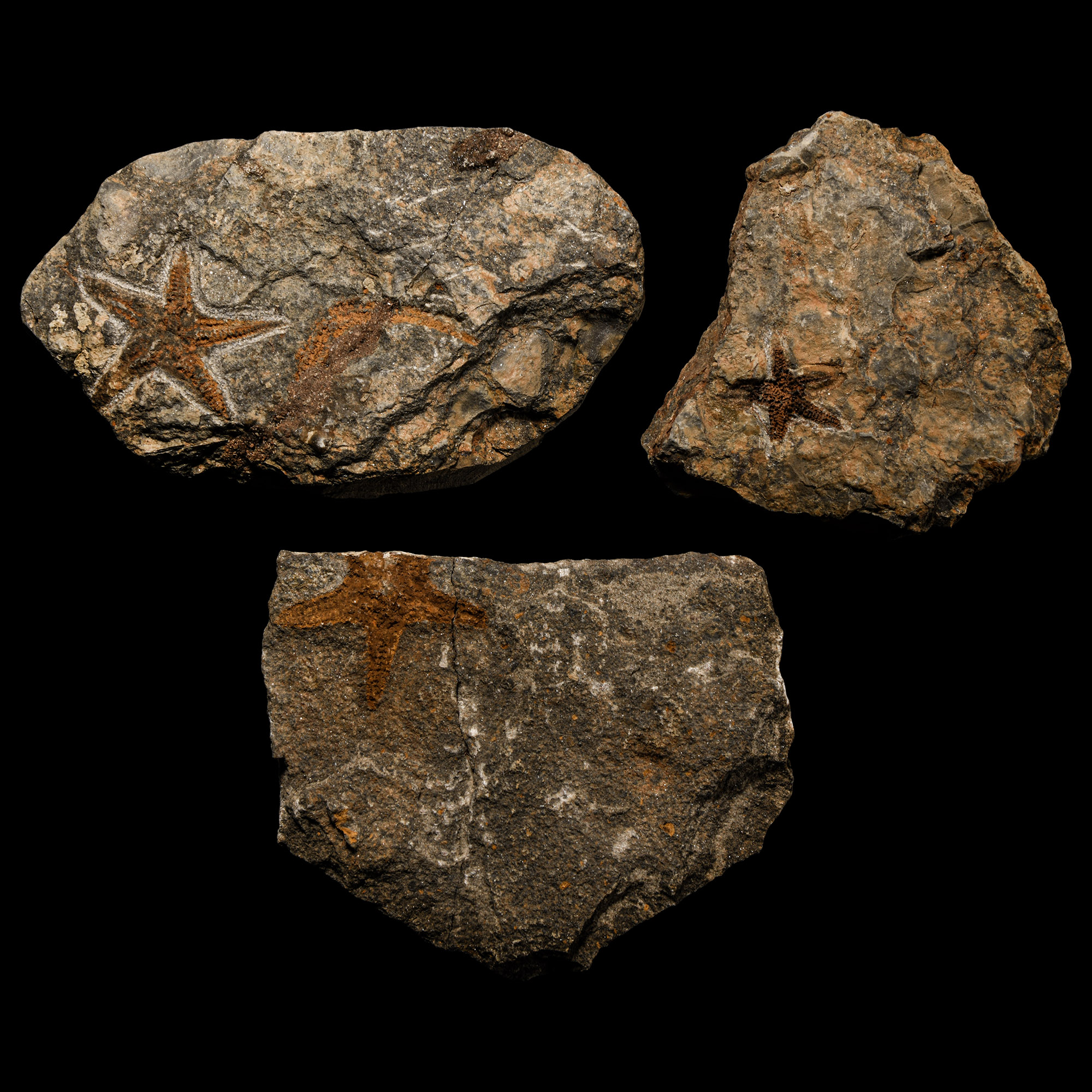 Natural History - Fossil Star Fish Group