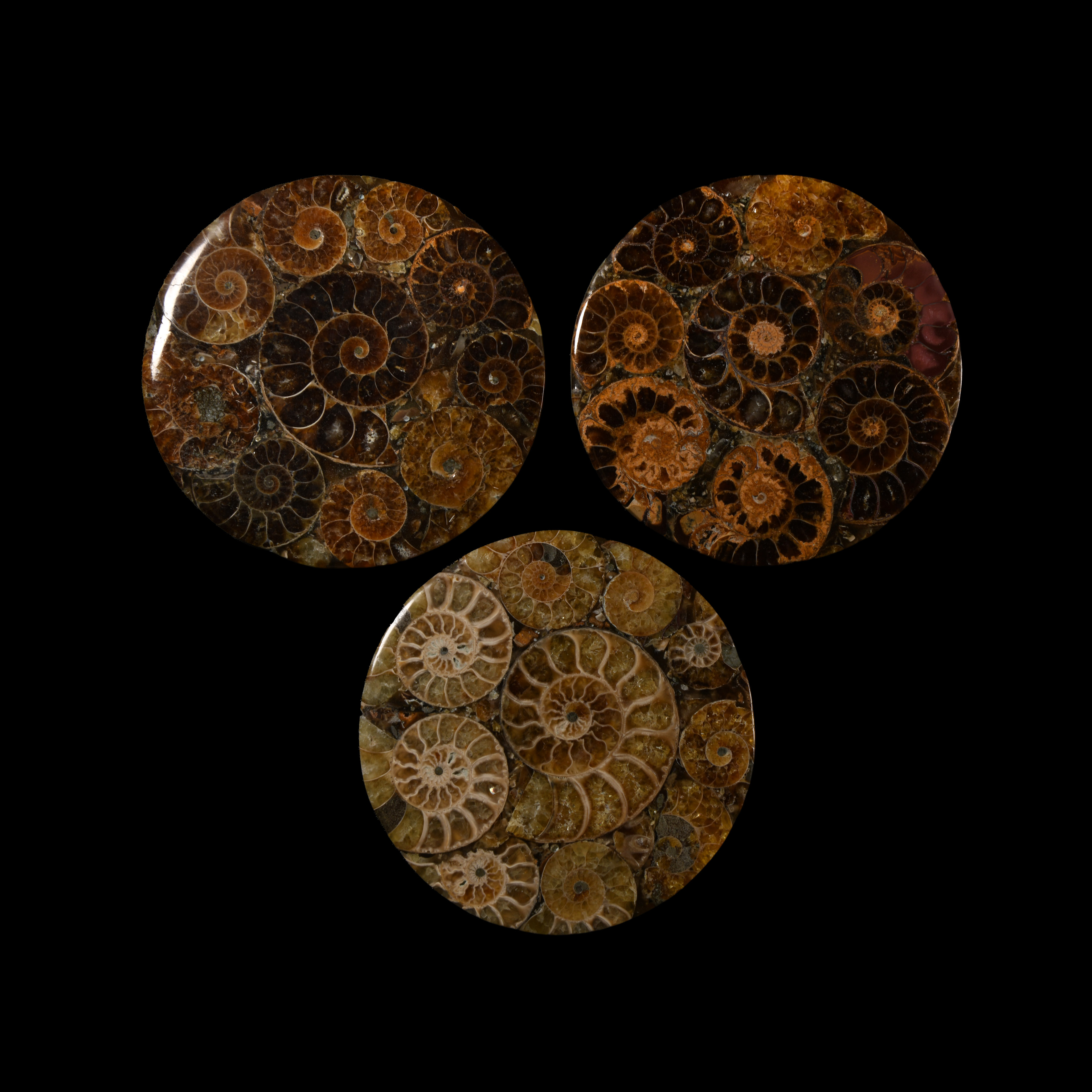 Natural History - Polished Ammonite Coaster Group