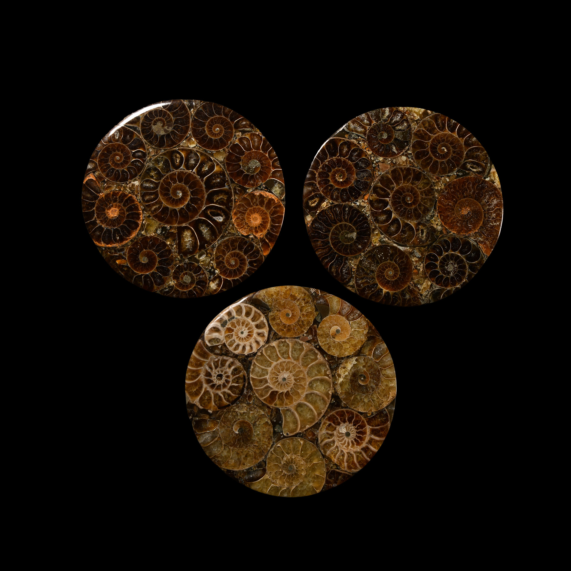 Natural History - Polished Ammonite Coaster Group