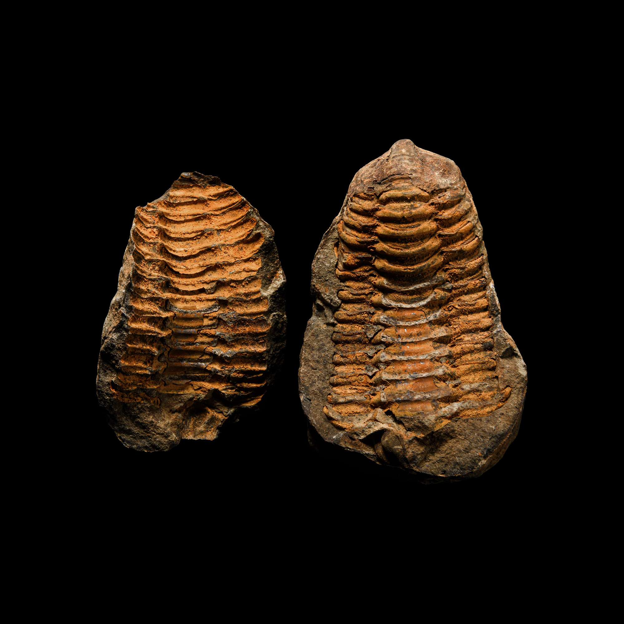 Natural History - Flexicalymene Fossil Trilobite Nodule