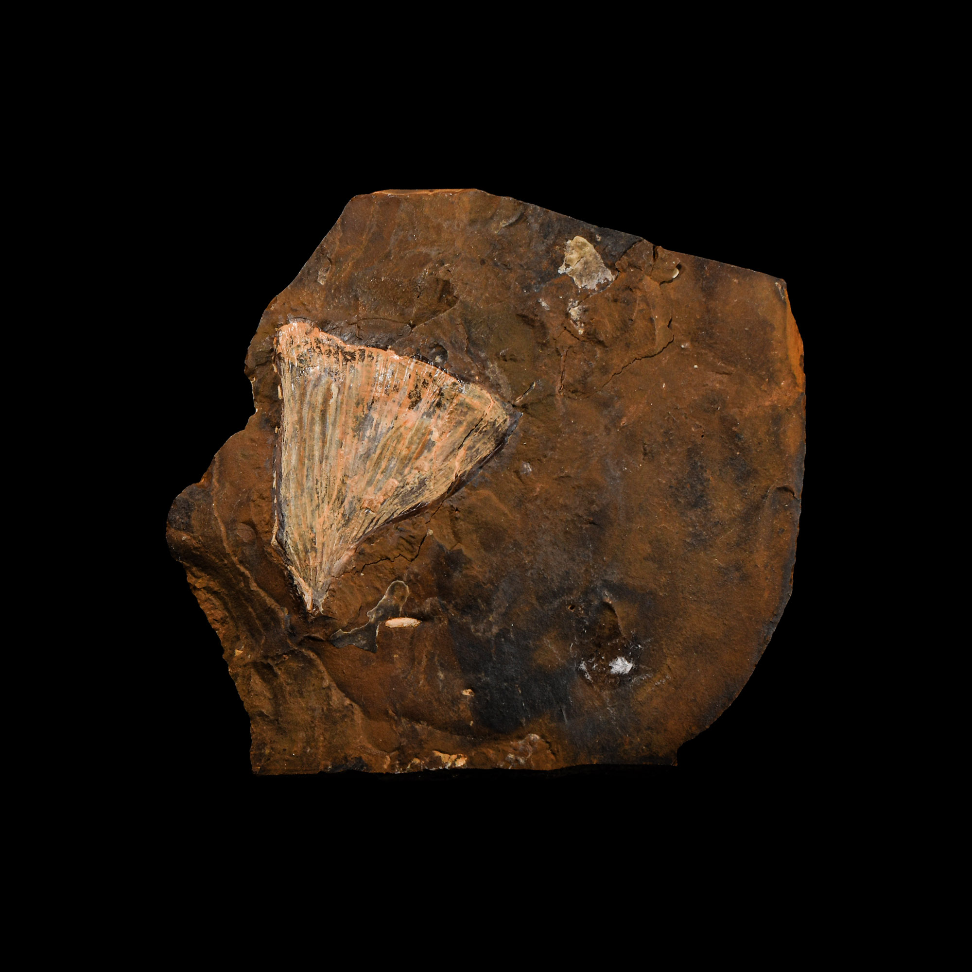 Natural History - Fossil Ginko Leaf