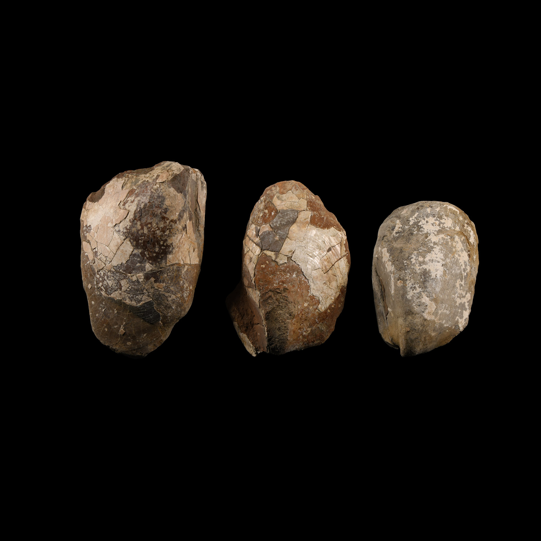 Natural History - British Fossil Bivalve Collection