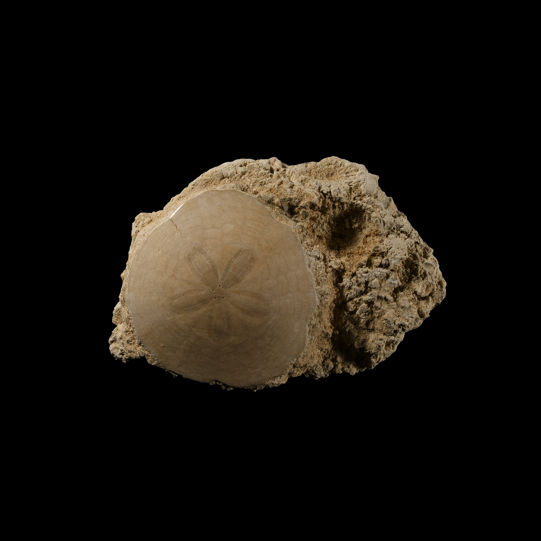 Natural History - Fossil Sand Dollar on Rock