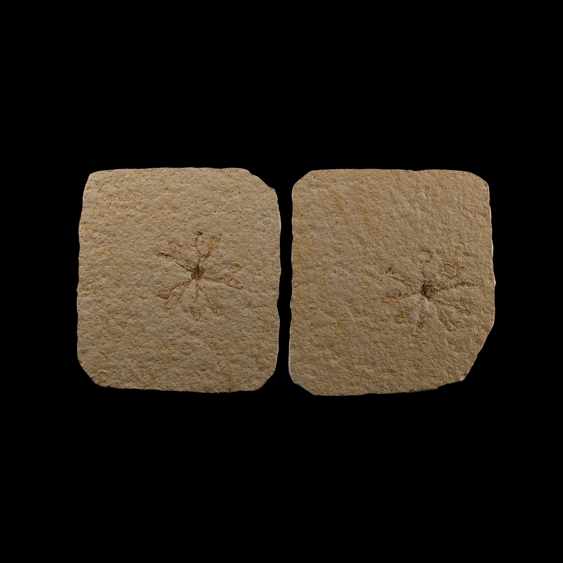 Natural History - Starfish Fossil Group