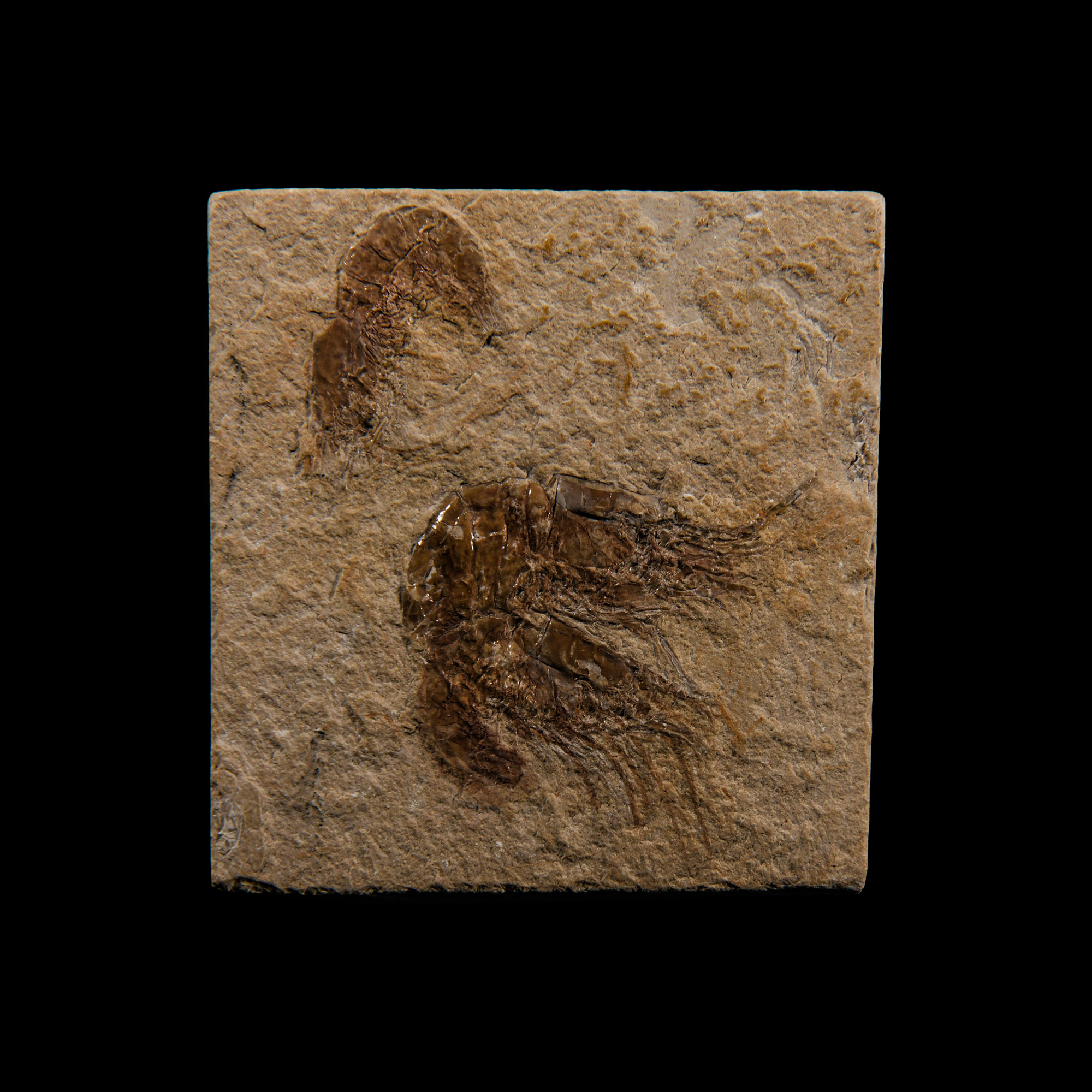 Natural History - Fossil Shrimps