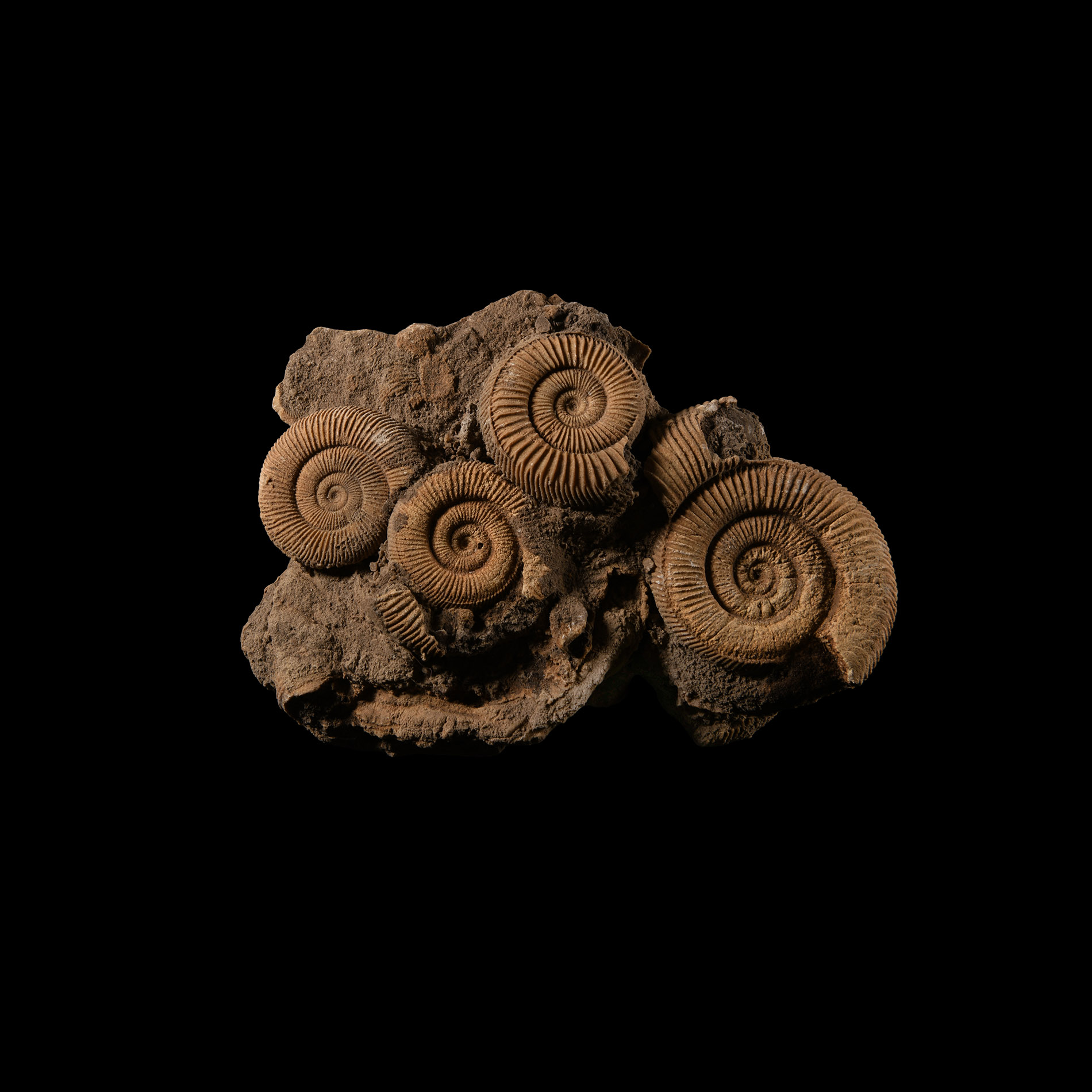 Natural History - Fossil Dactylioceras Ammonites
