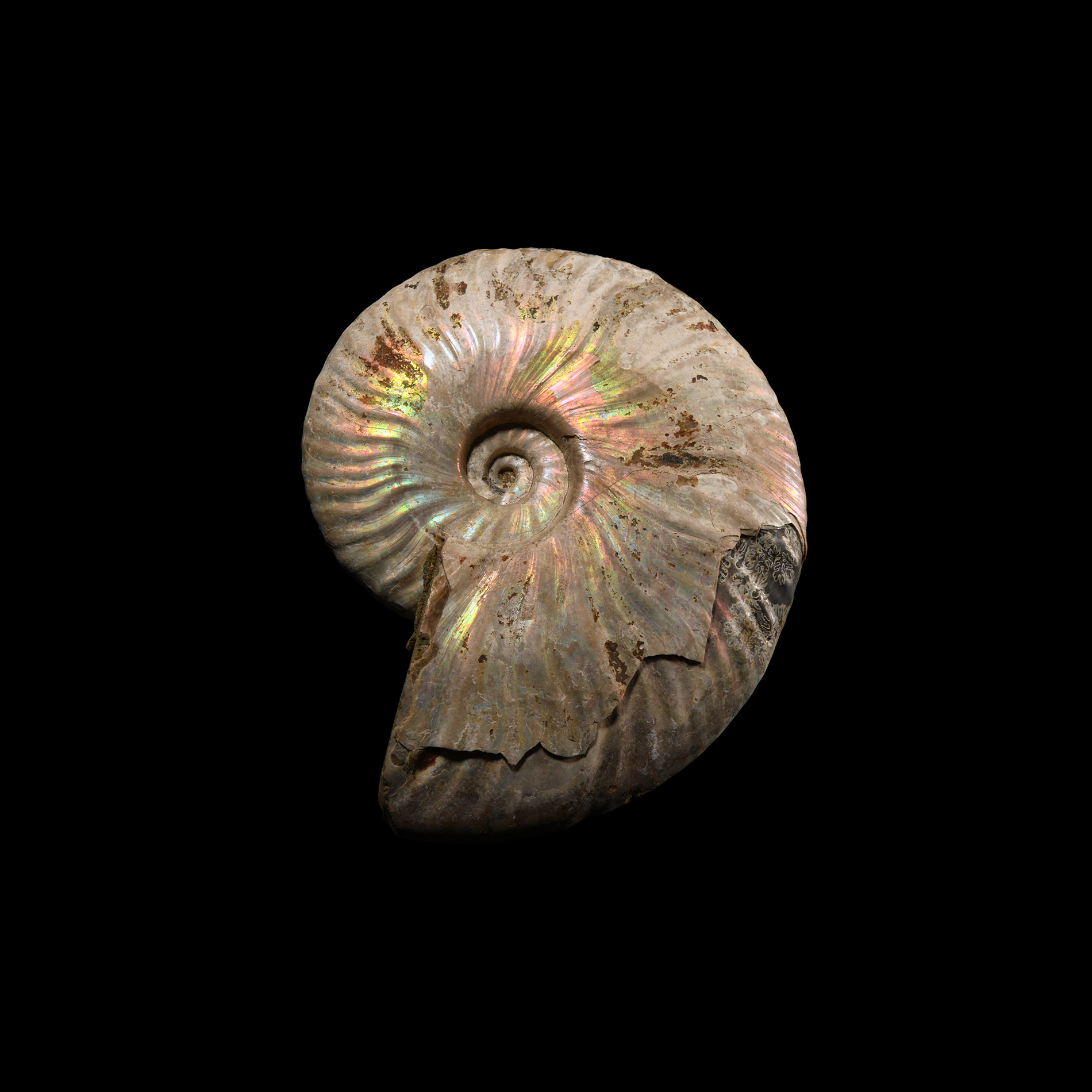 Natural History - Fossil Ammonite with Iridescence