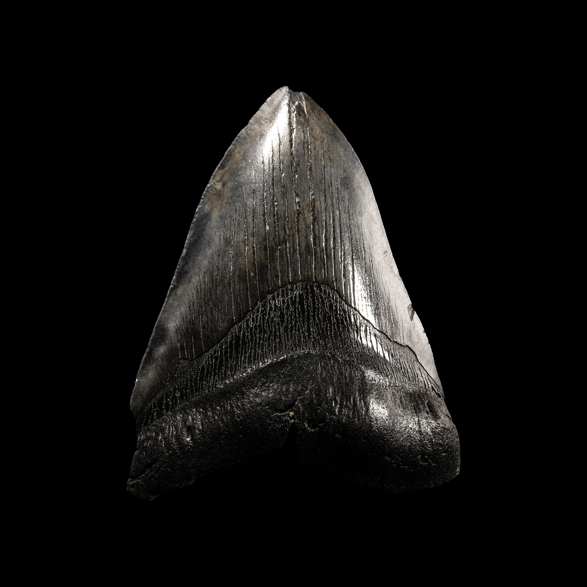 Natural History - Megalodon Giant Shark Fossil Tooth