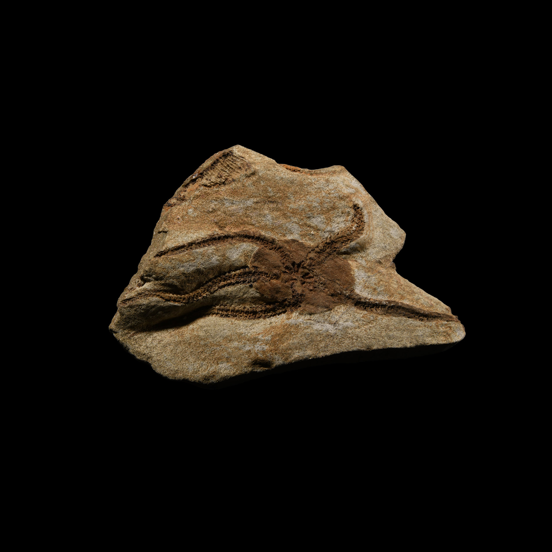 Natural History - Fossil Brittle Star