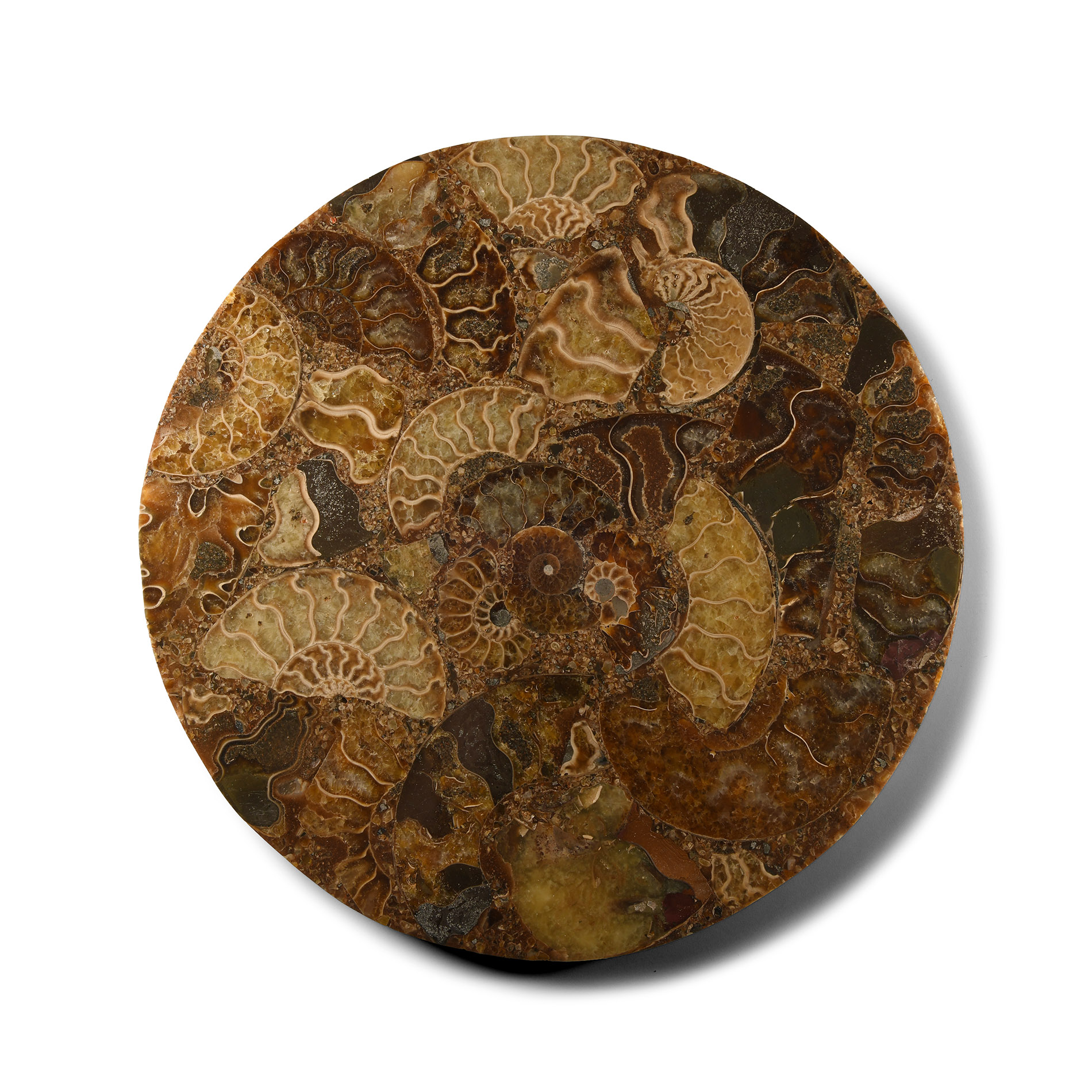 Natural History - Polished Fossil Ammonite Platter