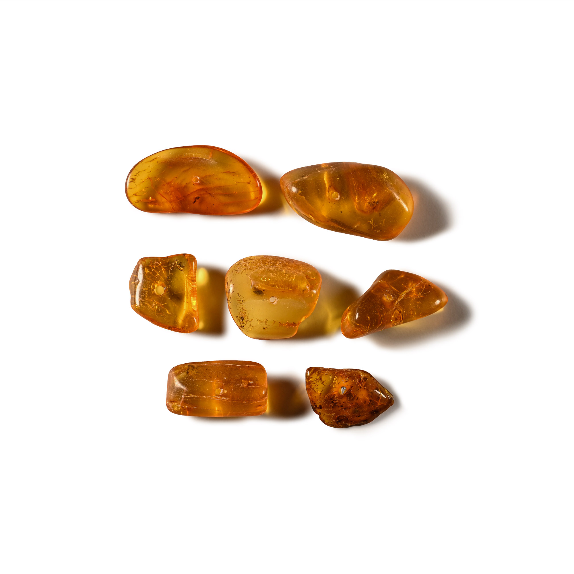 Natural History - Insects in Baltic Amber Group