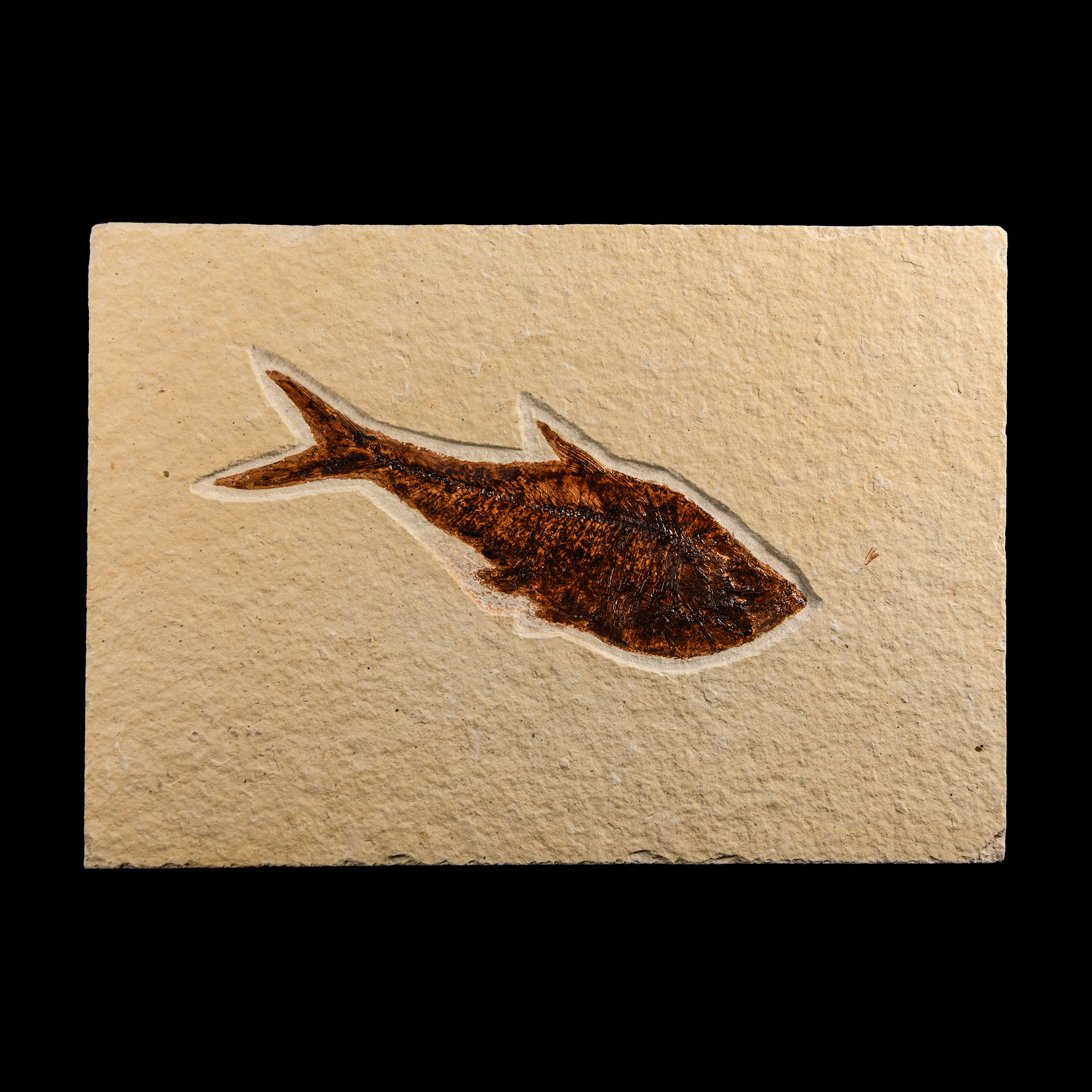 Natural History - Fossil Diplomystus Fish