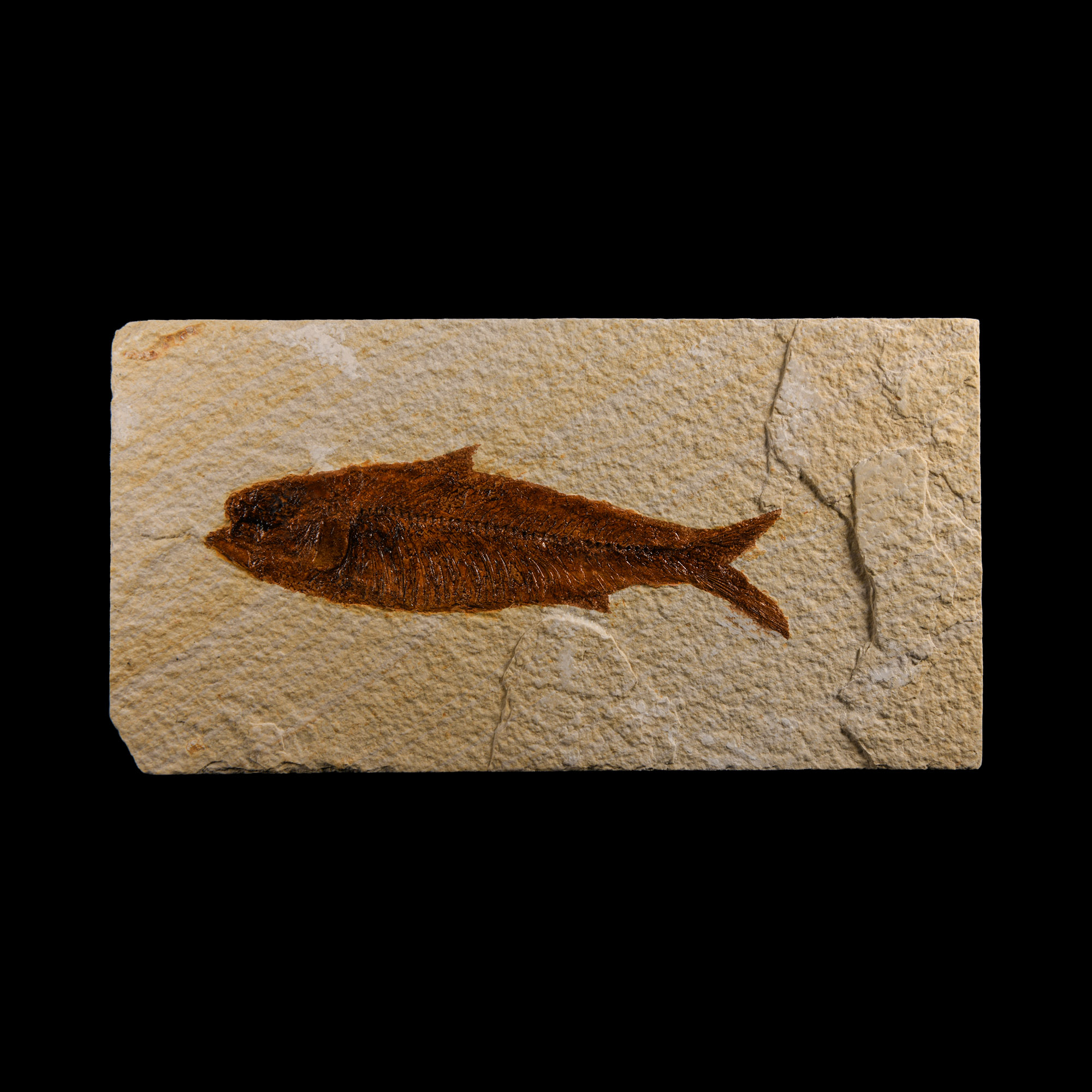 Natural History - Knightia Fossil Fish