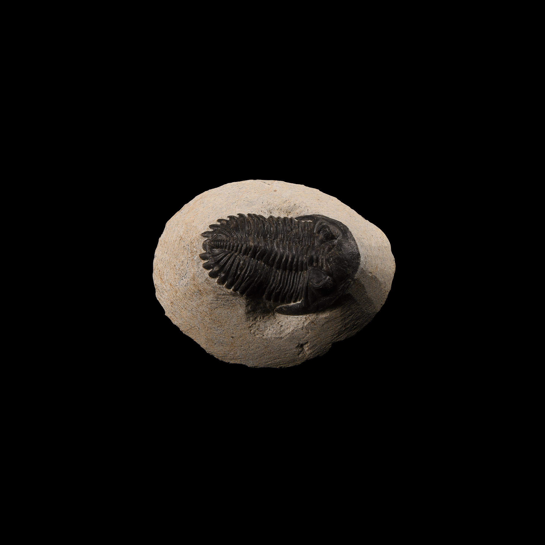 Natural History - Fossil Mesacristata Trilobite