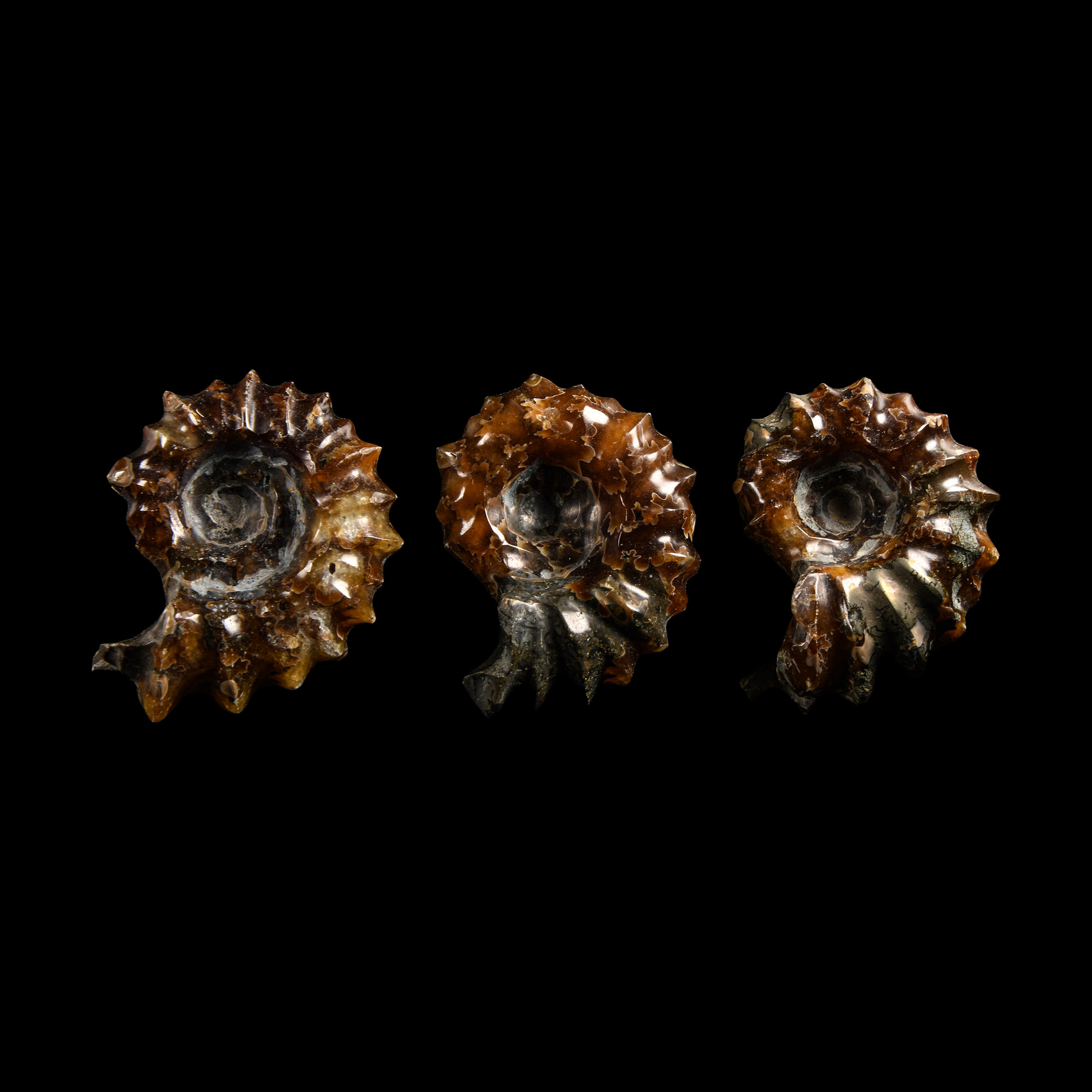 Natural History - Polished Douvilleiceras Ammonite Group
