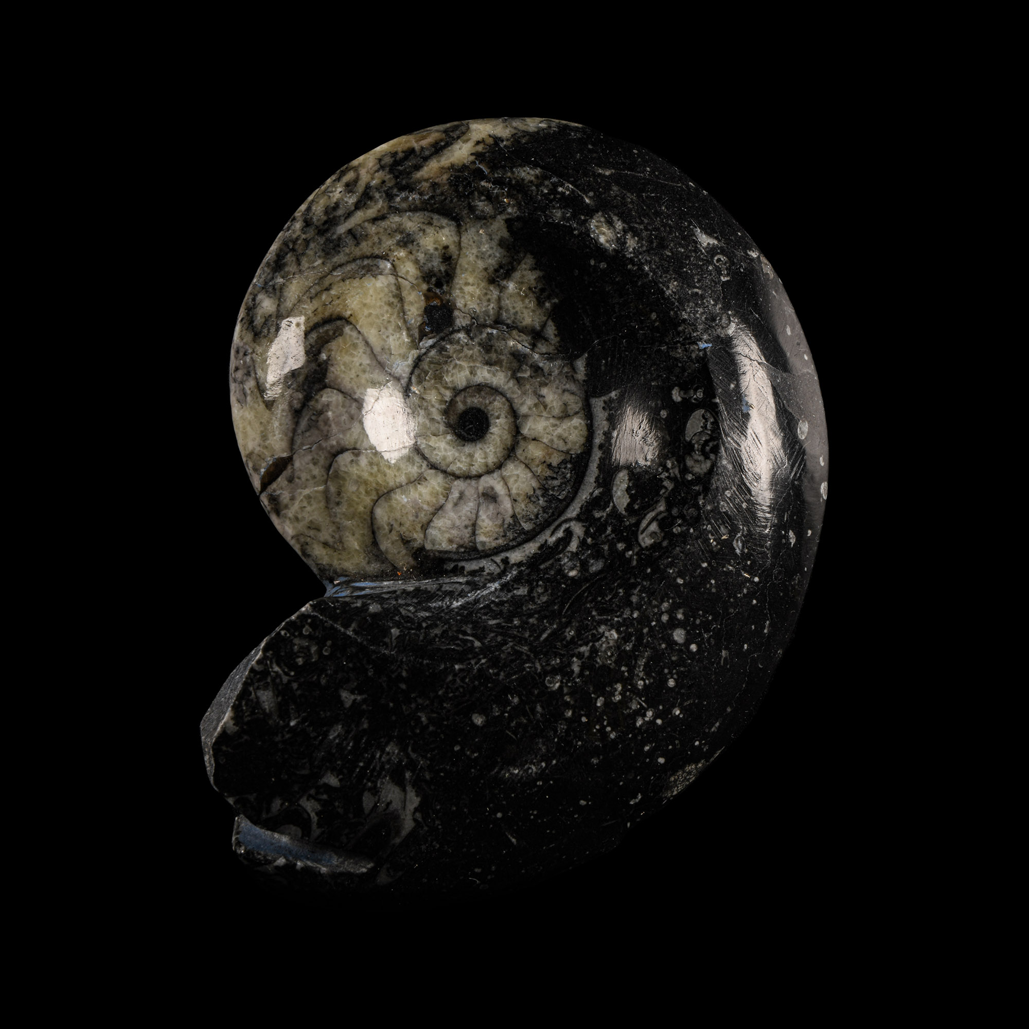 Natural History - Fossil Sporadoceras Goniatite