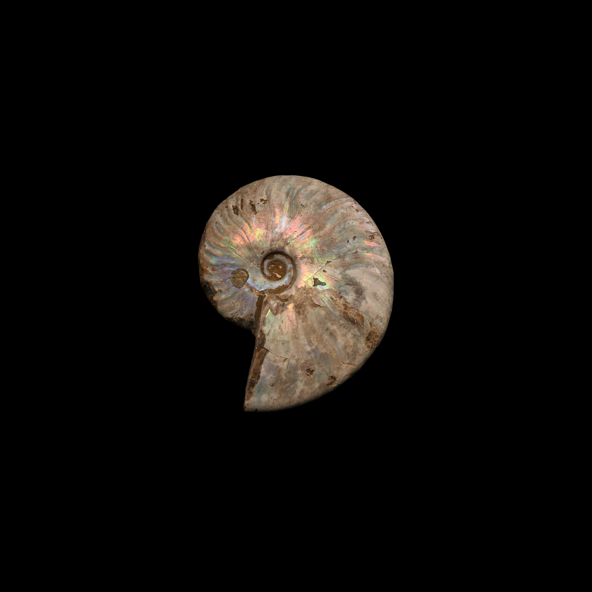 Natural History - Cleoniceras Fossil Ammonite