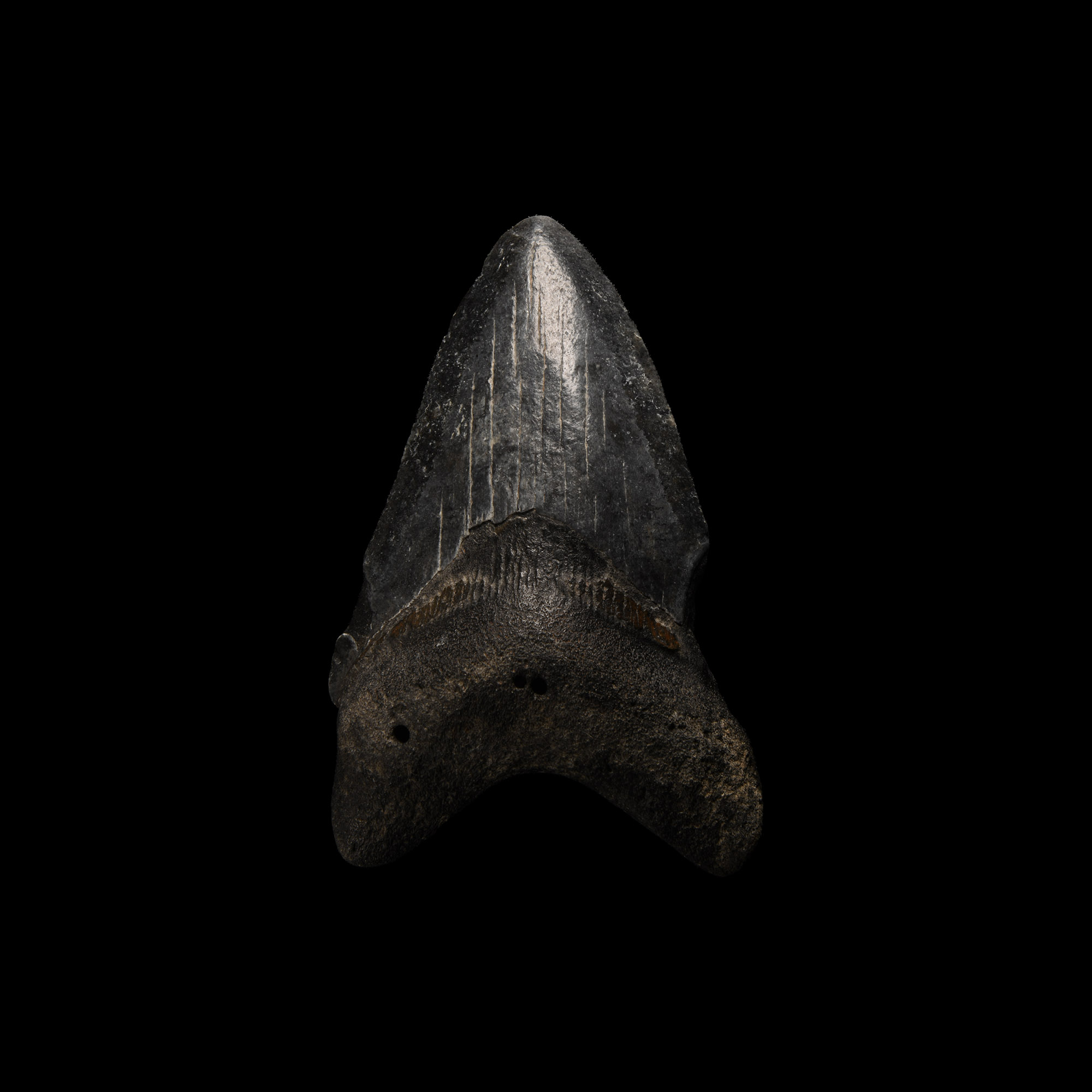 Natural History - Megalodon Giant Shark Fossil Tooth