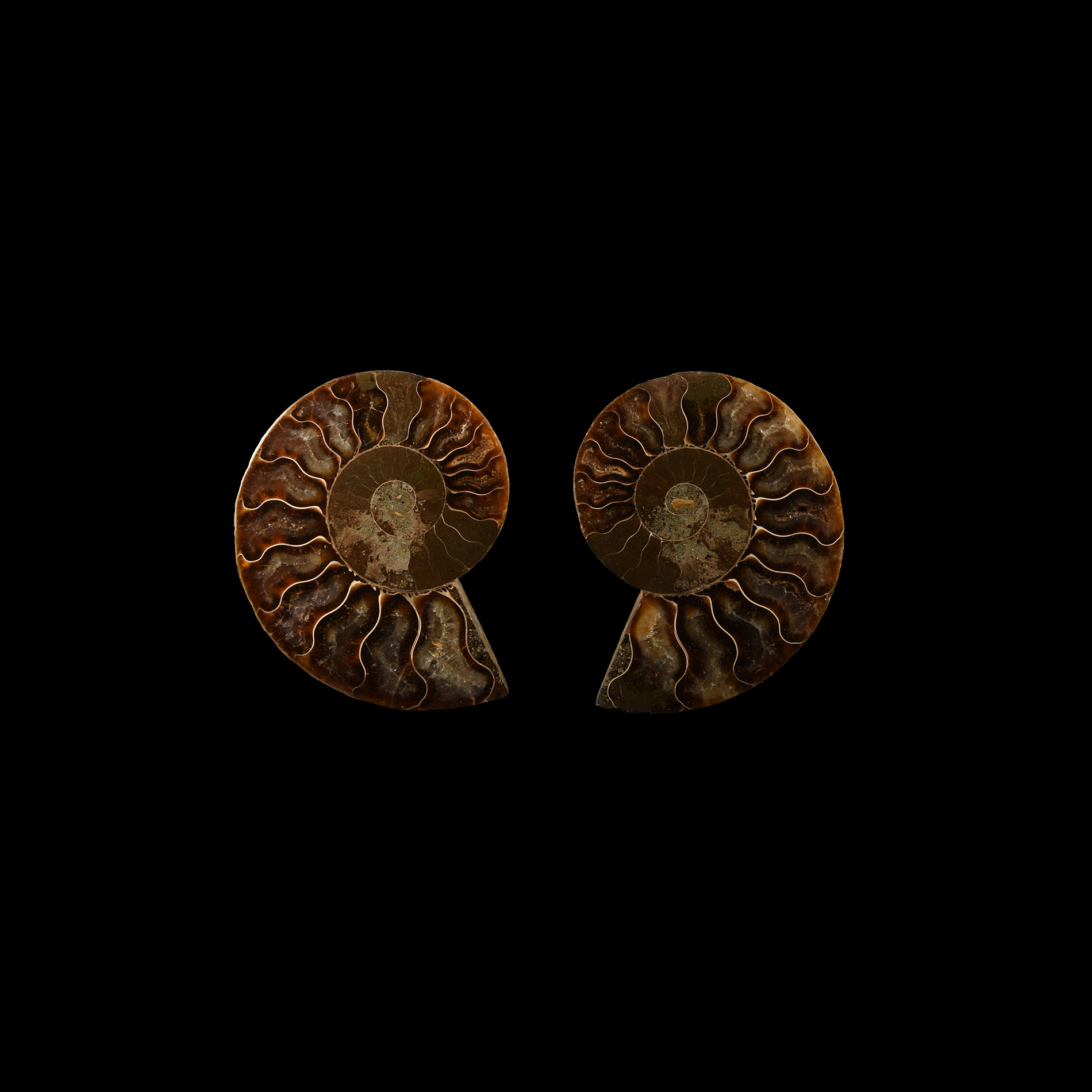 Natural History - Cut and Polished Fossil Ammonite