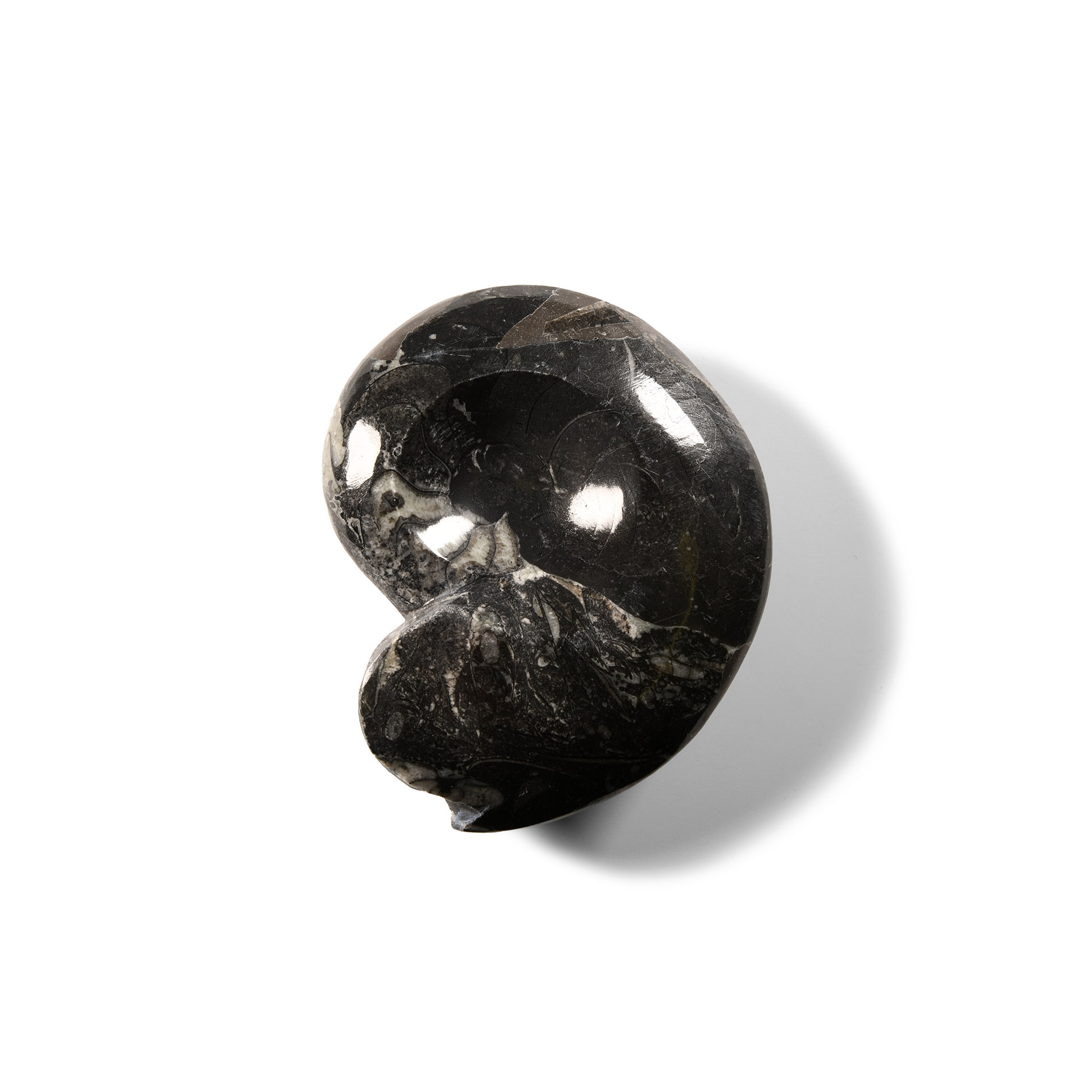 Natural History - Fossil Sporadoceras Goniatite