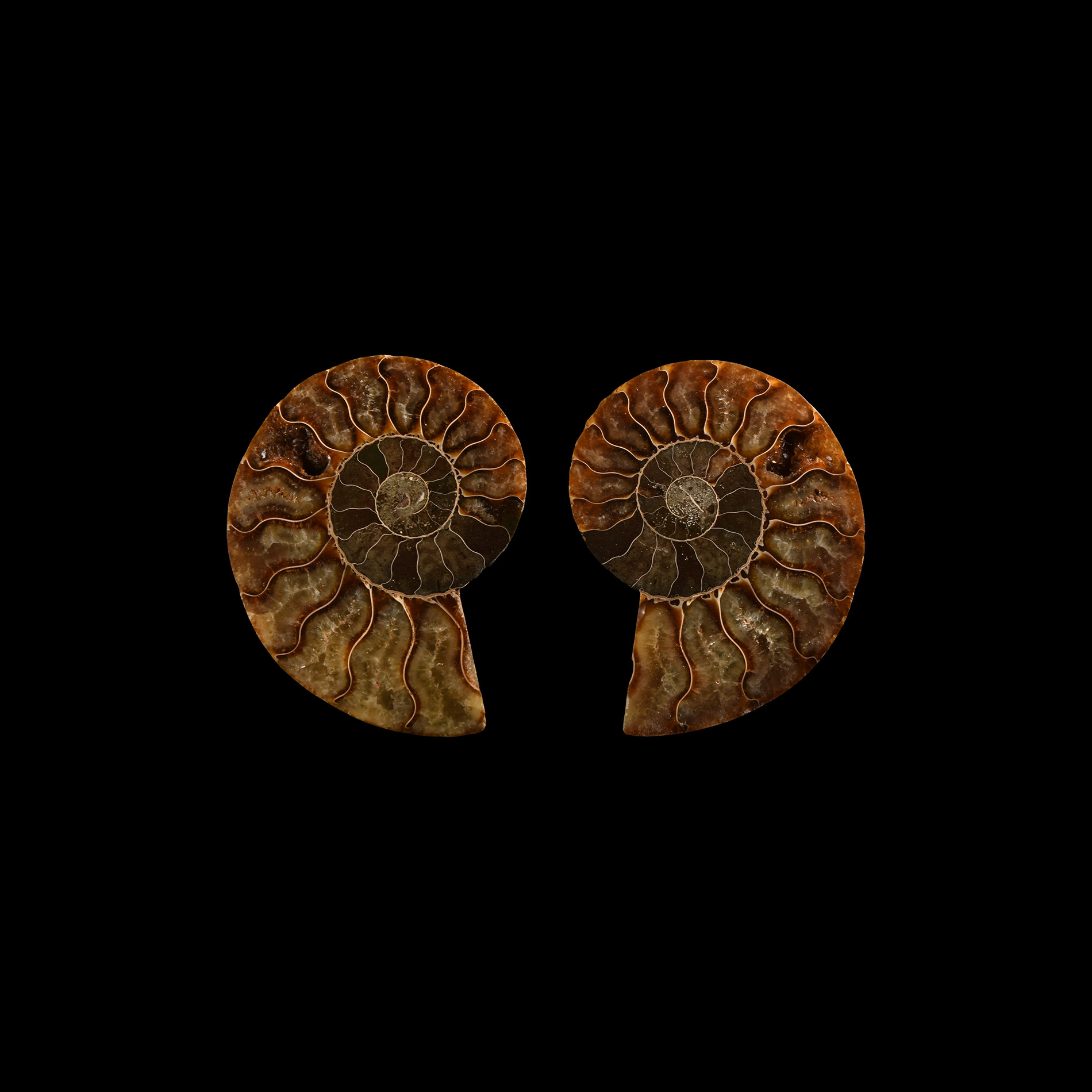 Natural History - Cut and Polished Fossil Ammonite