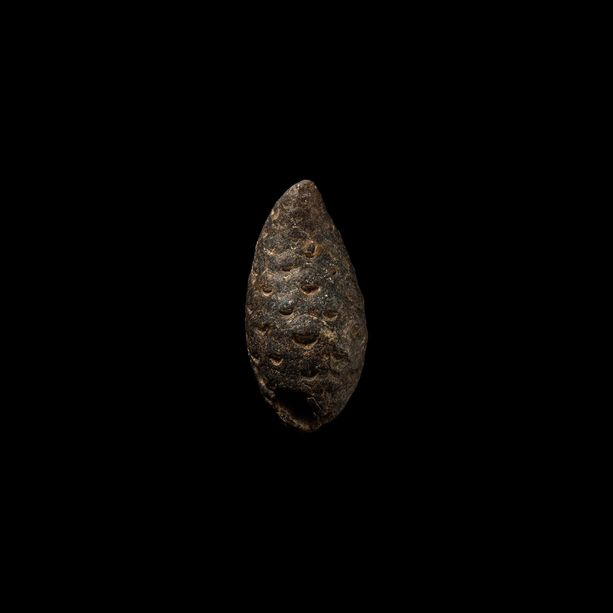 Natural History - Fossil Pine Cone