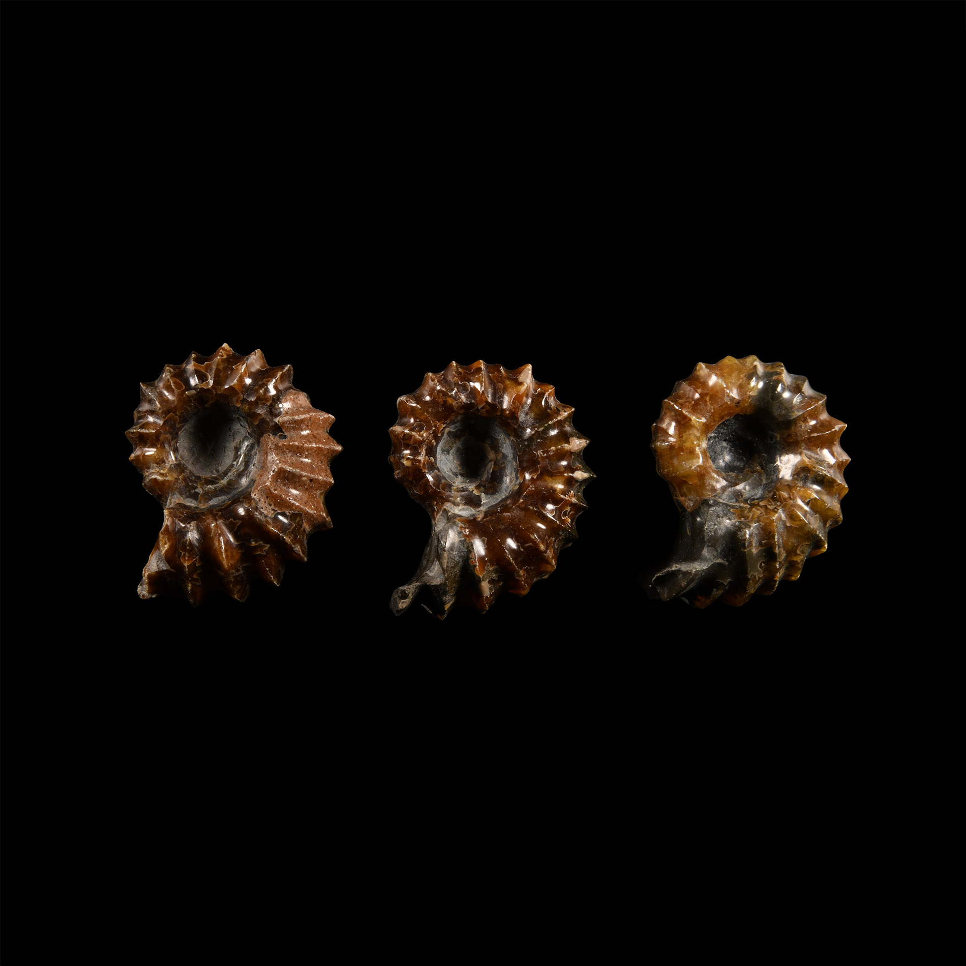 Natural History - Fossil Douvilleiceras Ammonite Group