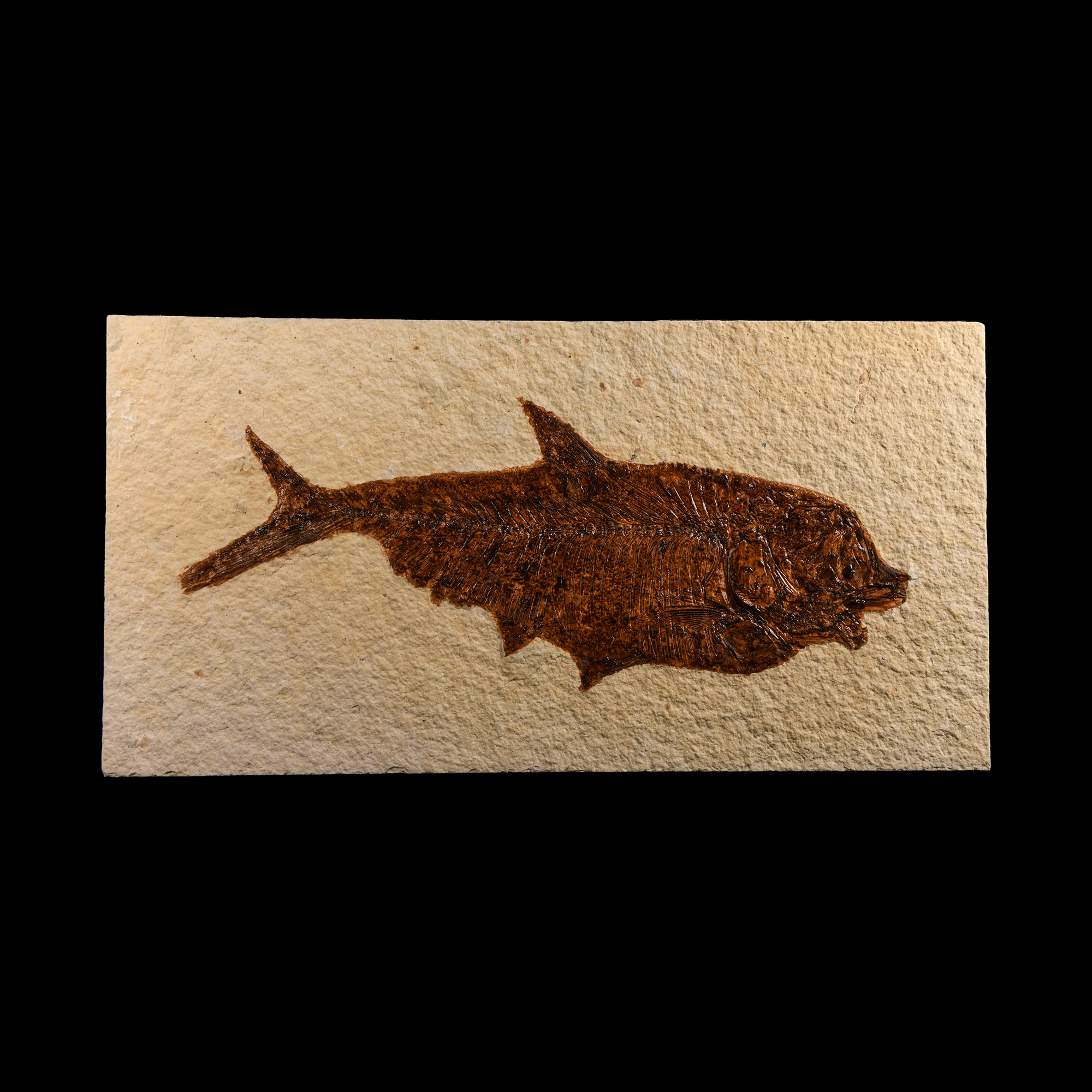 Natural History - Fossil Diplomystus Fish