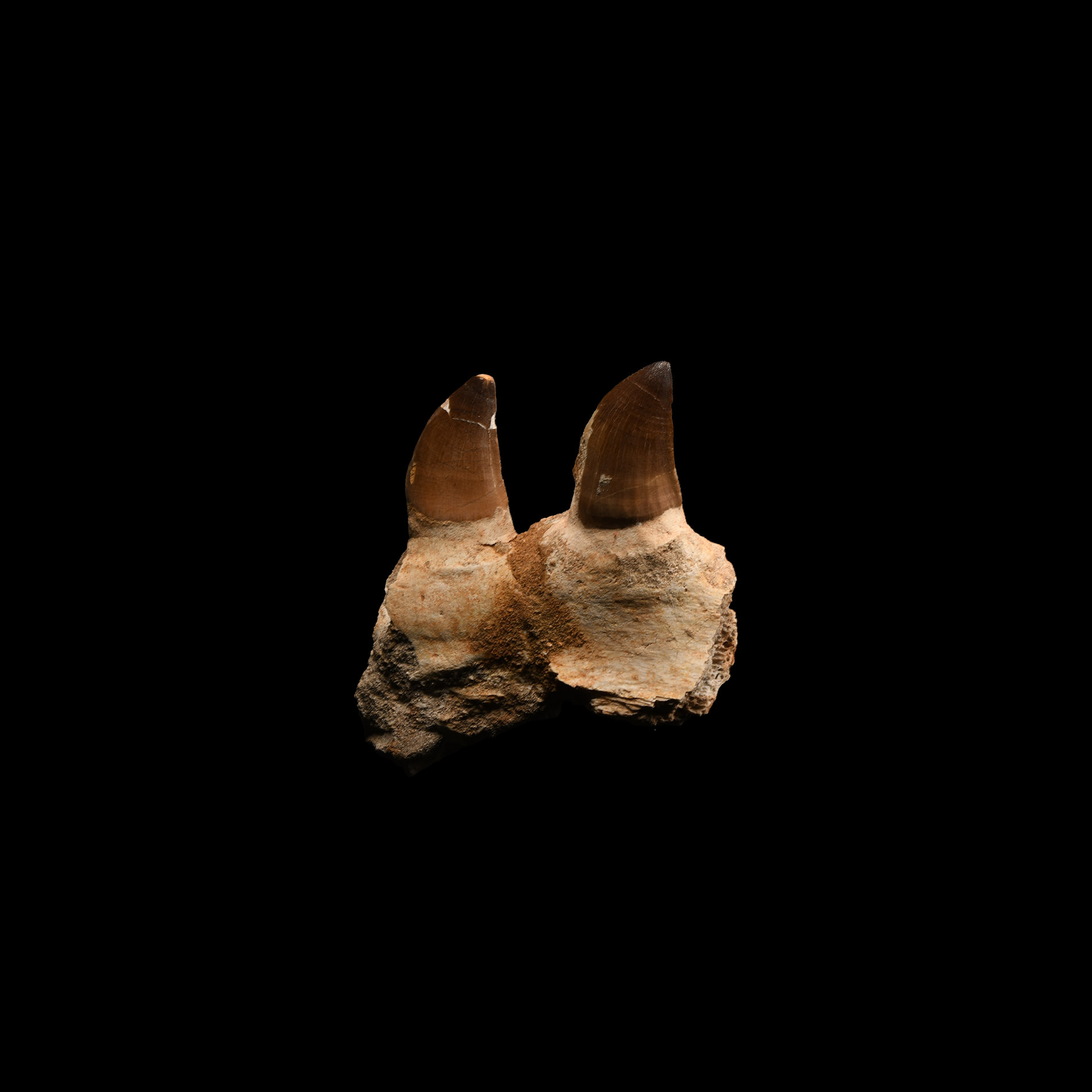 Natural History - Mosasaur Fossil Partial Jaw with Teeth
