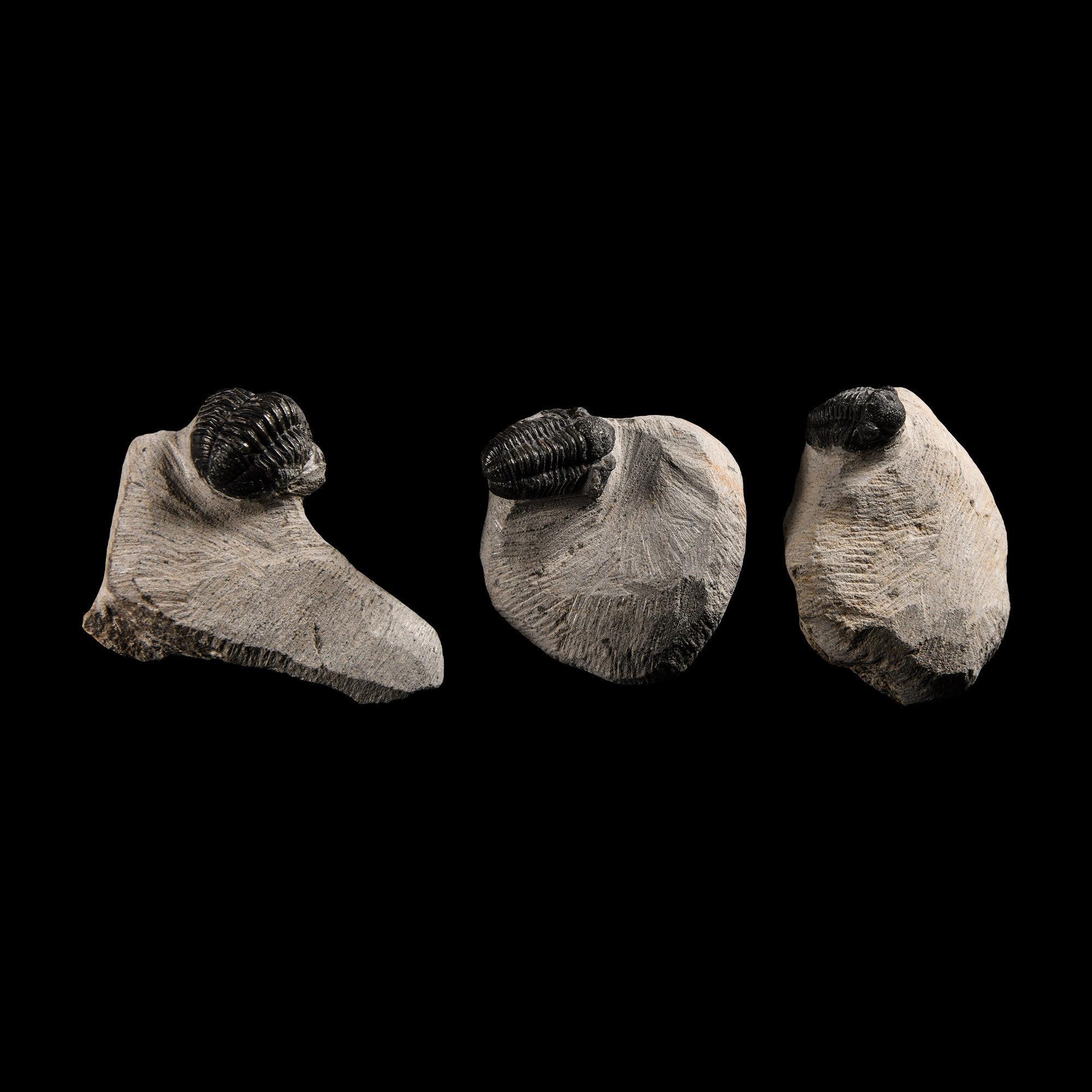 Natural History - Fossil Morocops Trilobite Group