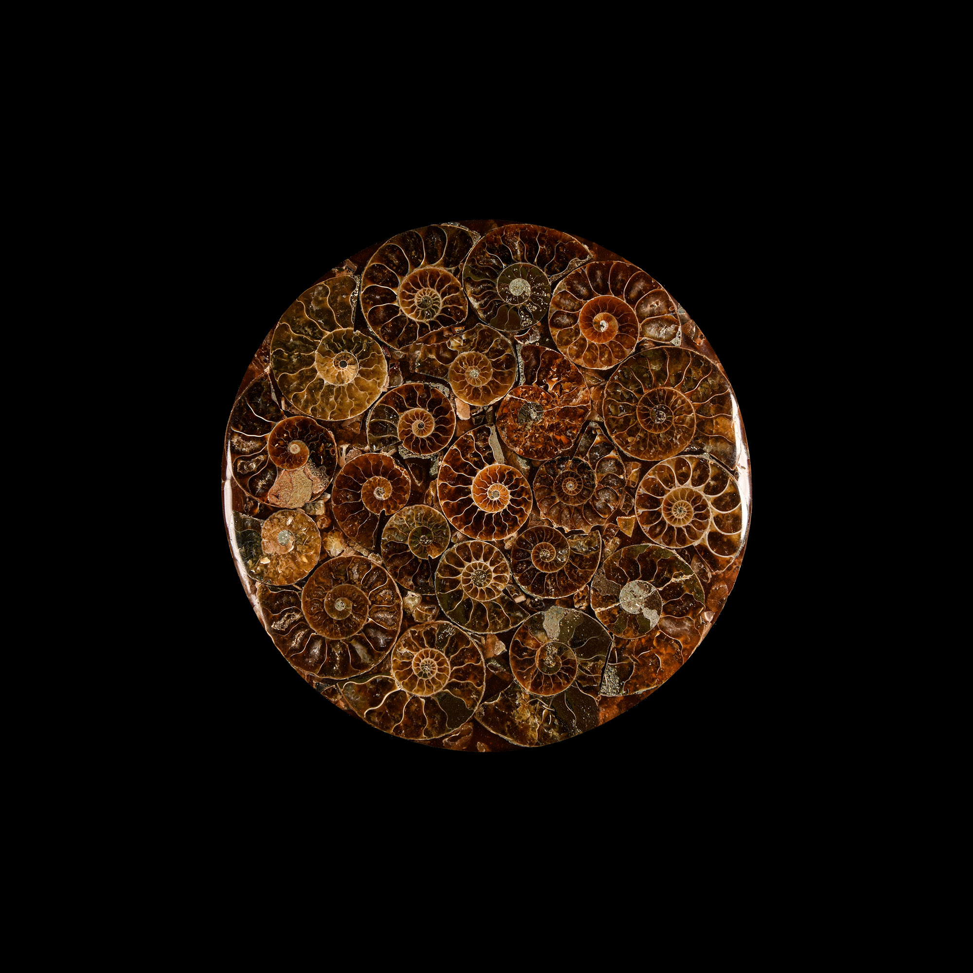 Natural History - Fossil Ammonite Plate