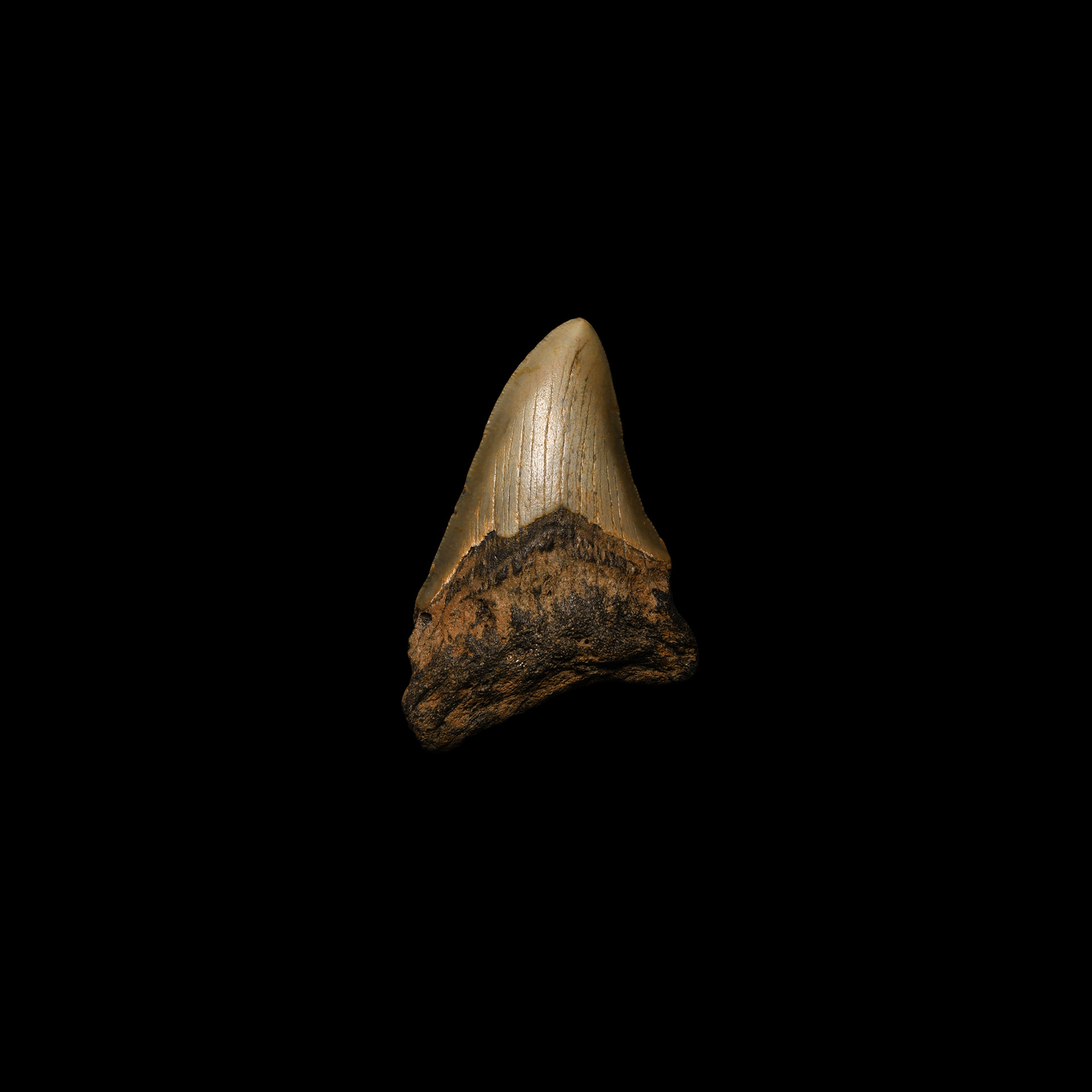 Natural History - Megalodon Giant Shark Fossil Tooth