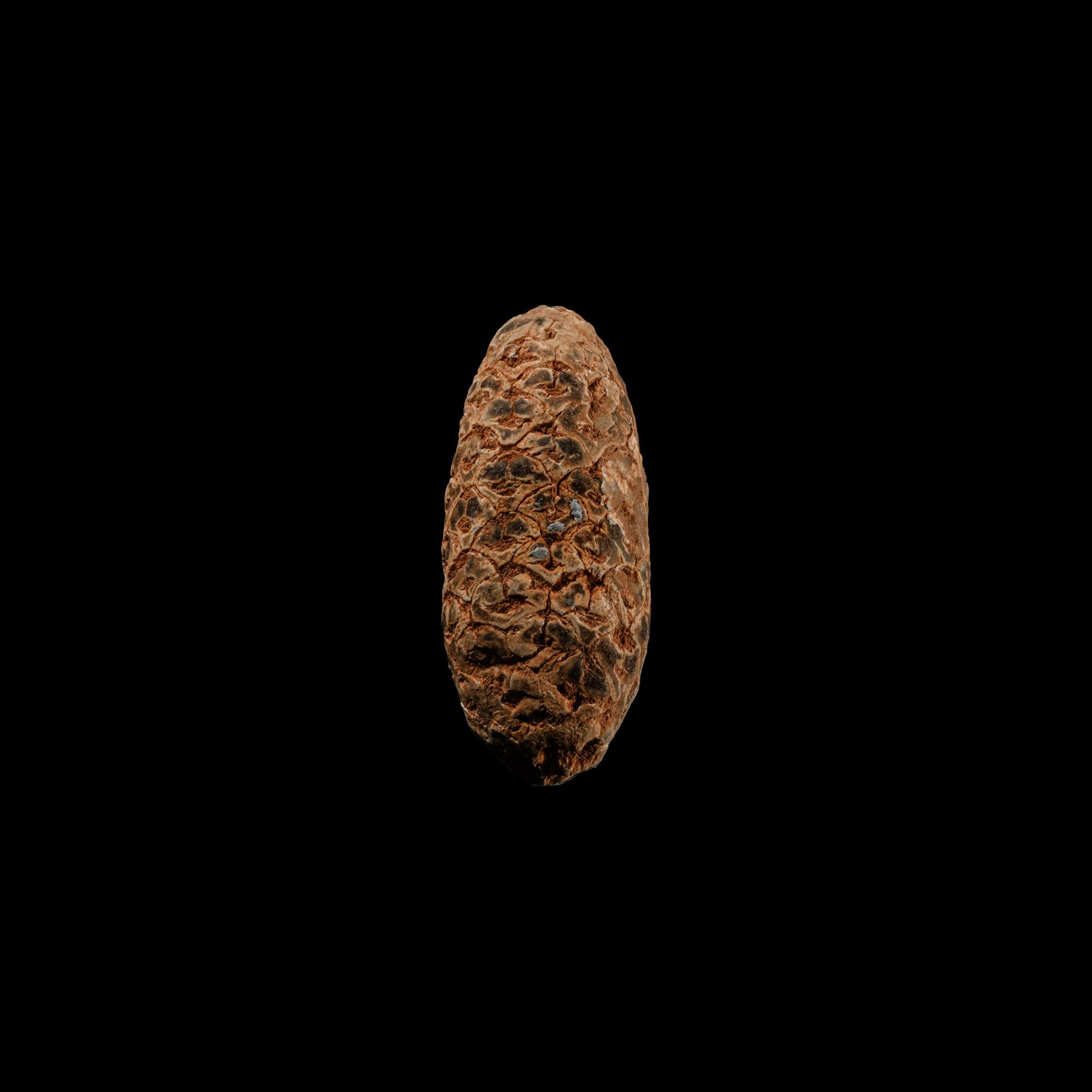 Natural History - Fossil Pine Cone
