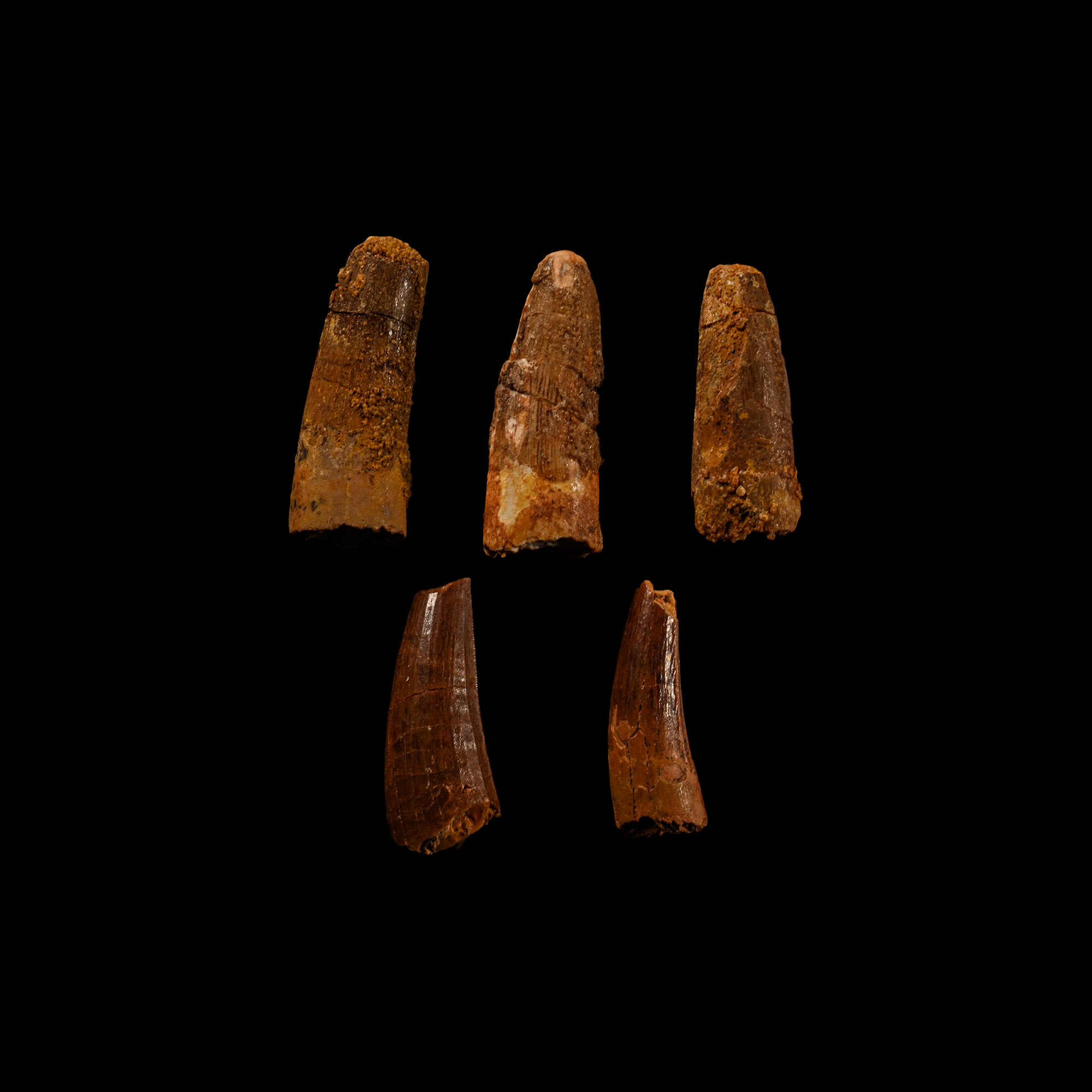 Natural History - Spinosaurus Dinosaur Fossil Tooth Group