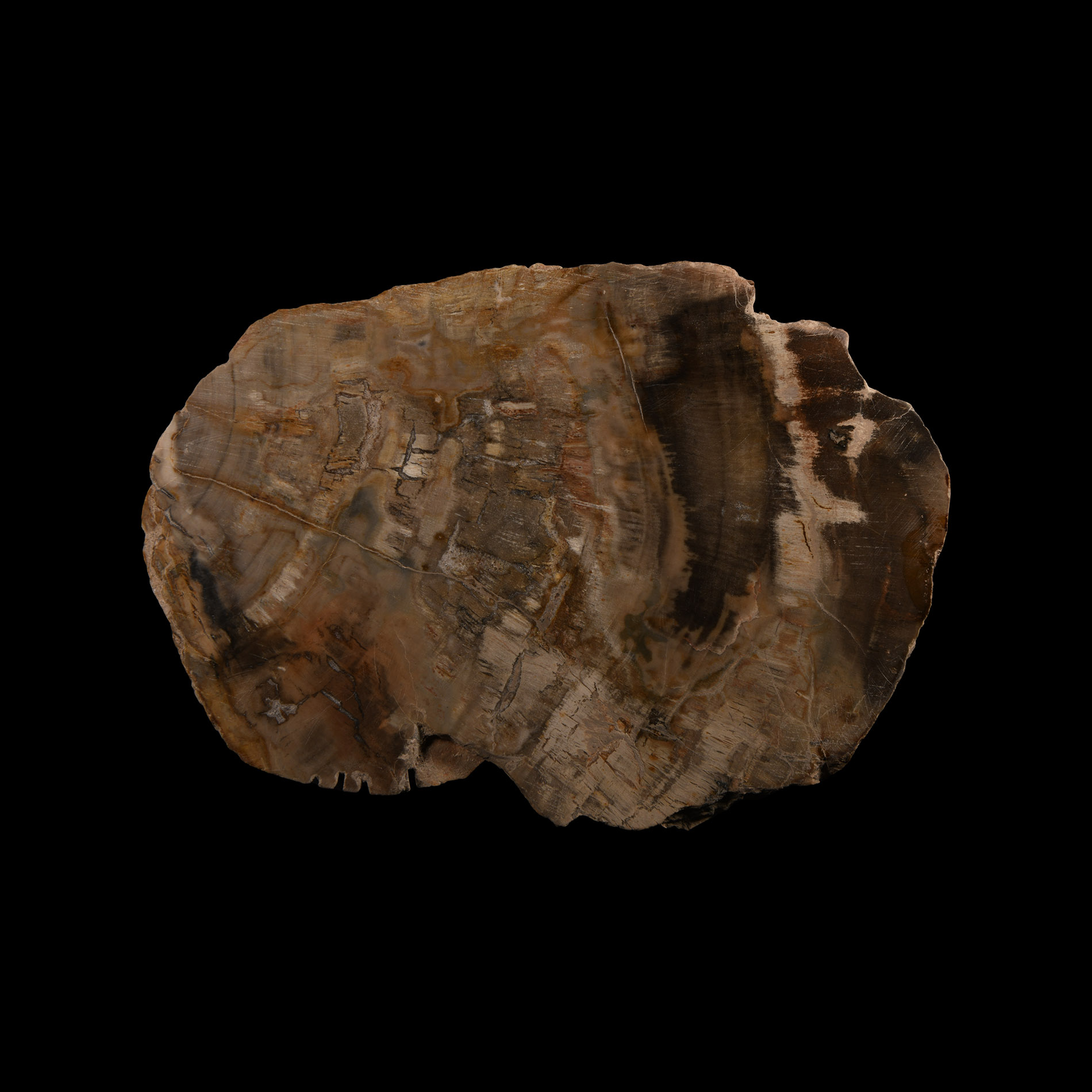 Natural History - Fossilised Wood Slice
