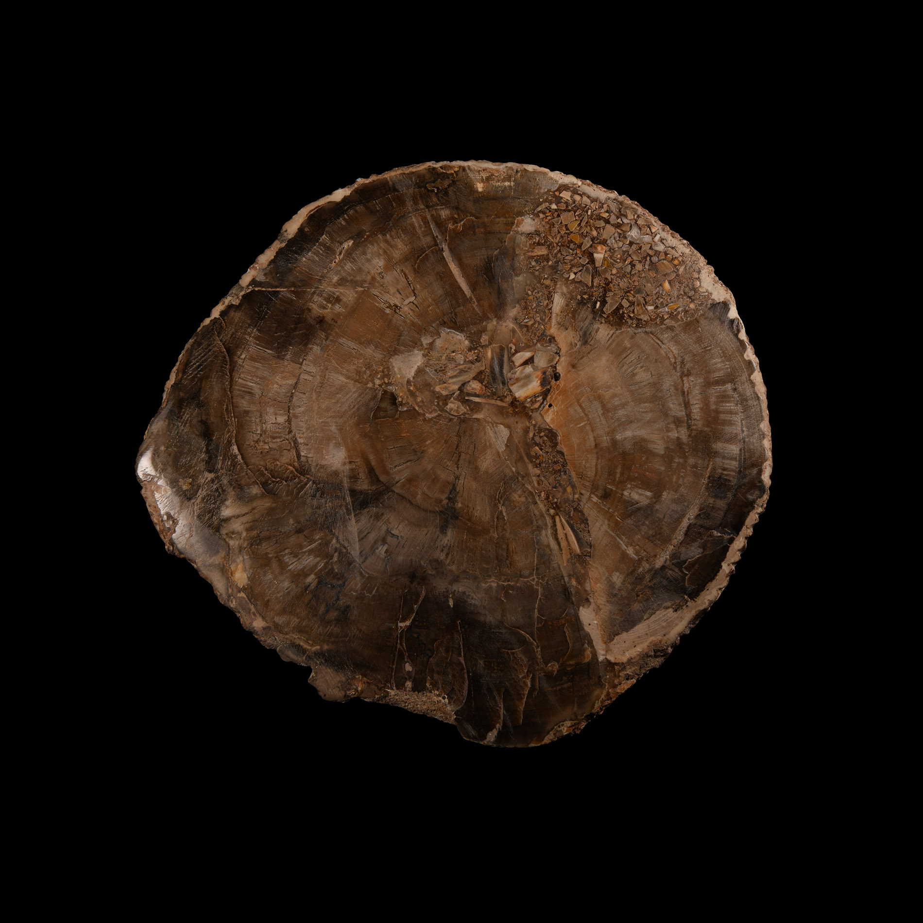 Natural History - Fossilised Wood Slice