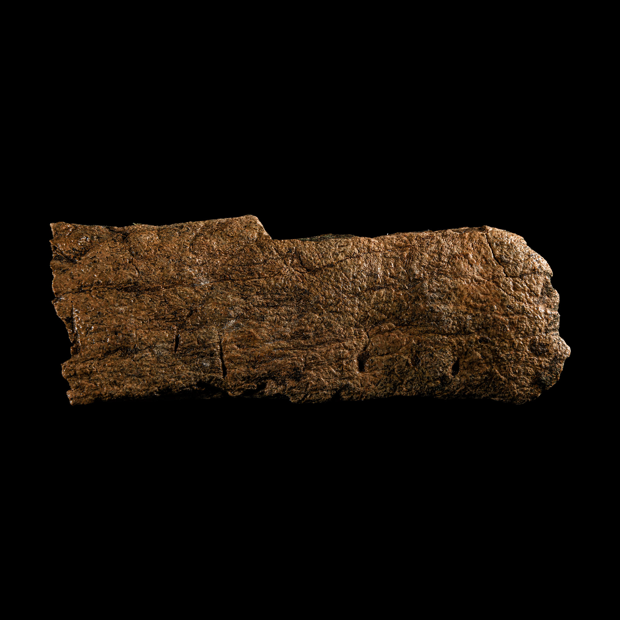Natural History - Fossil Triceratops Dinosaur Frill Bone Section