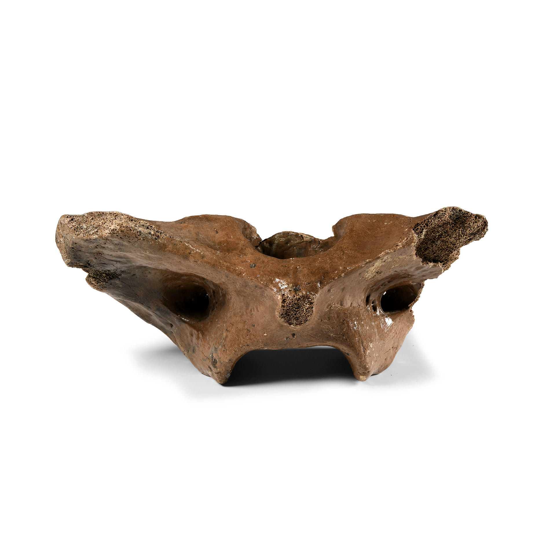 Natural History - Ice Age Bison Neck Vertebra