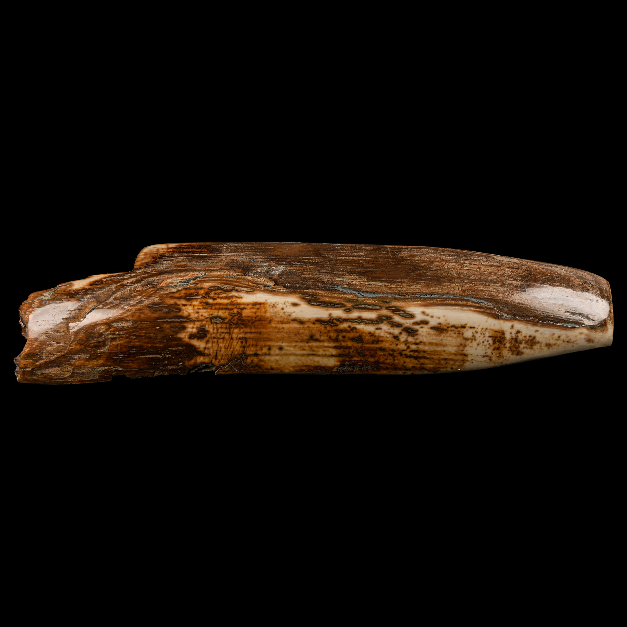 Natural History - Woolly Mammoth Tusk Section