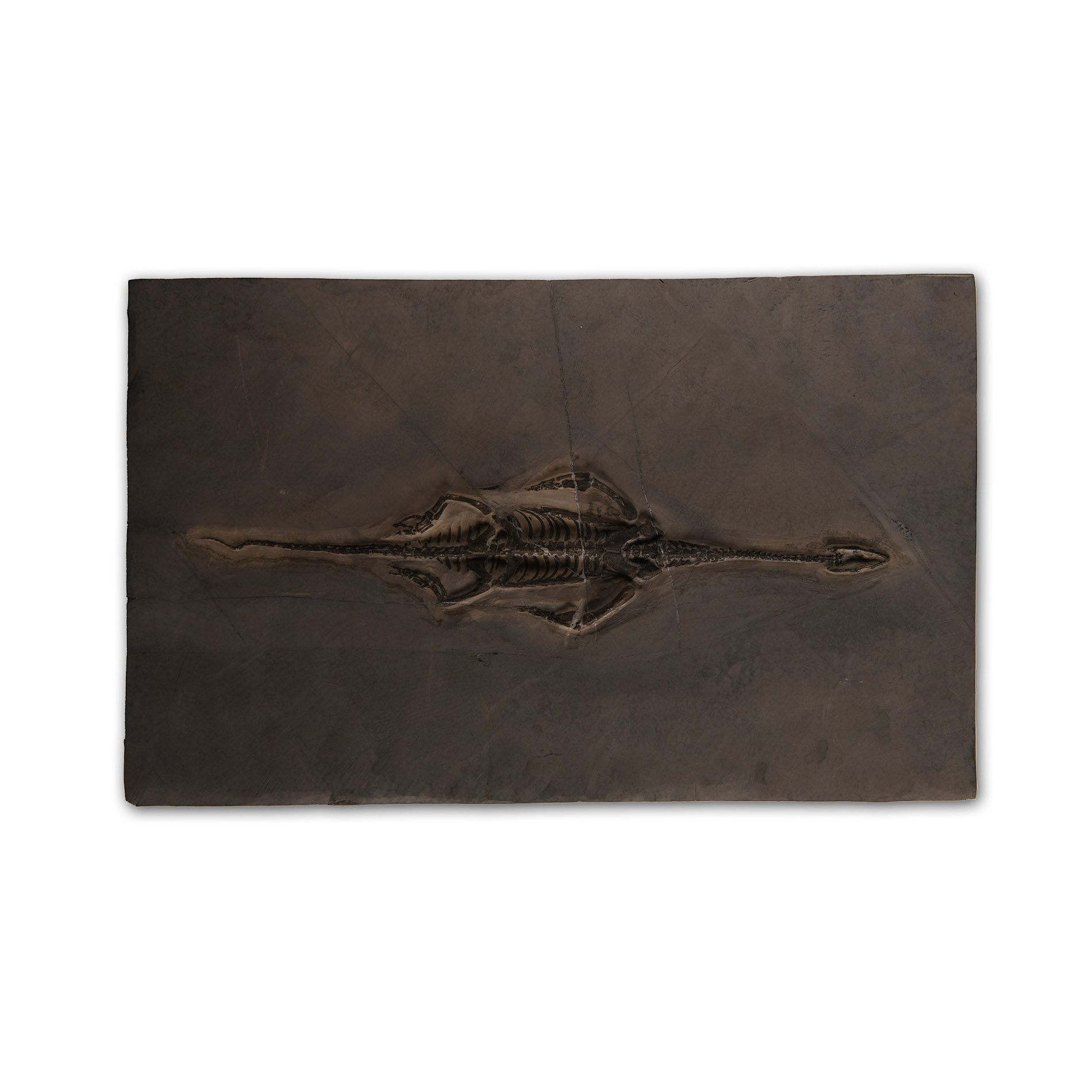 Natural History - Fossil Keichousaurus Marine Reptile Skeleton