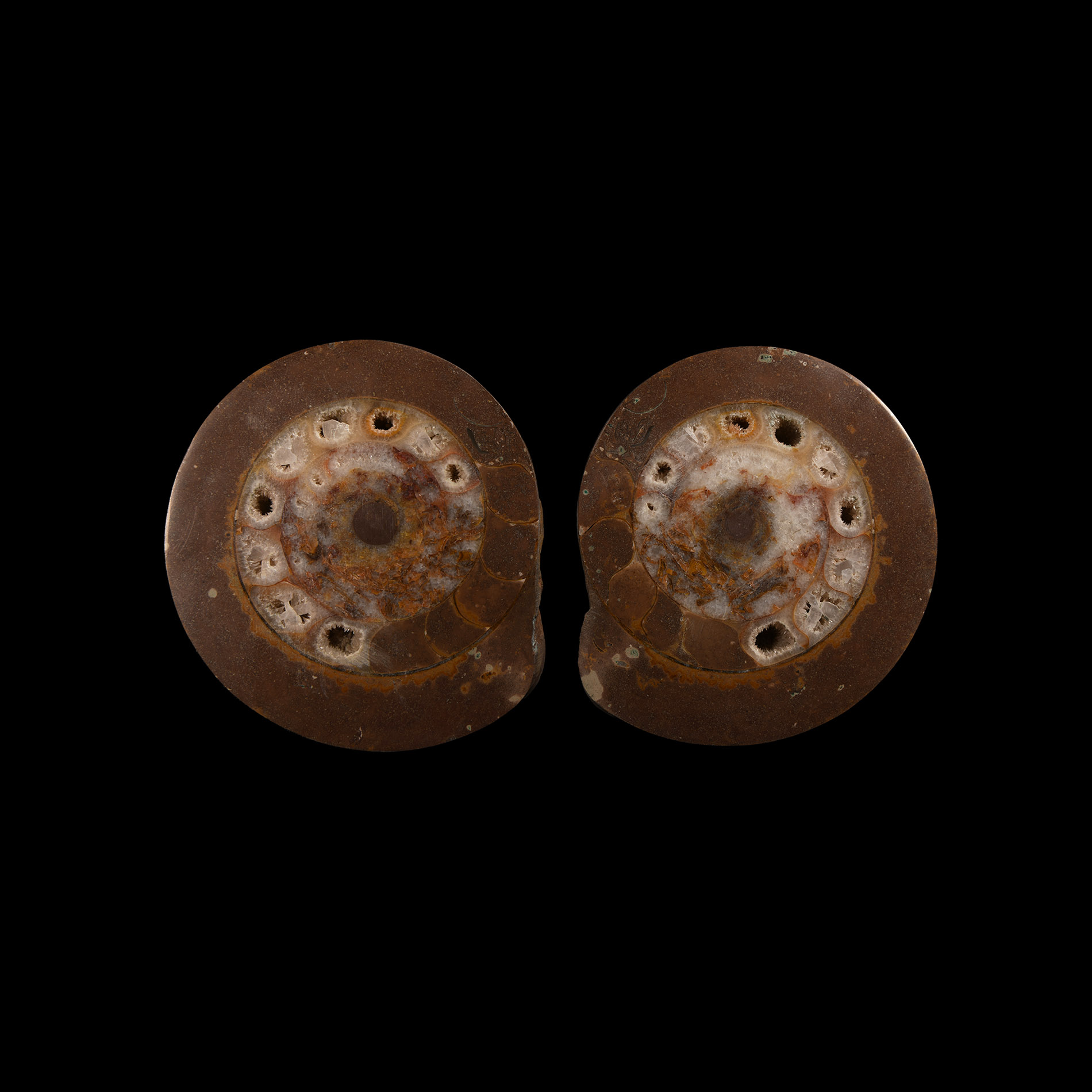 Natural History - Cut and Polished Fossil Ammonite