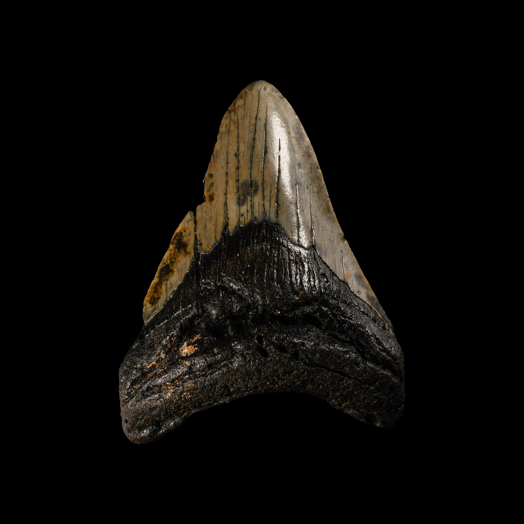 Natural History - Megalodon Giant Shark's Fossil Tooth