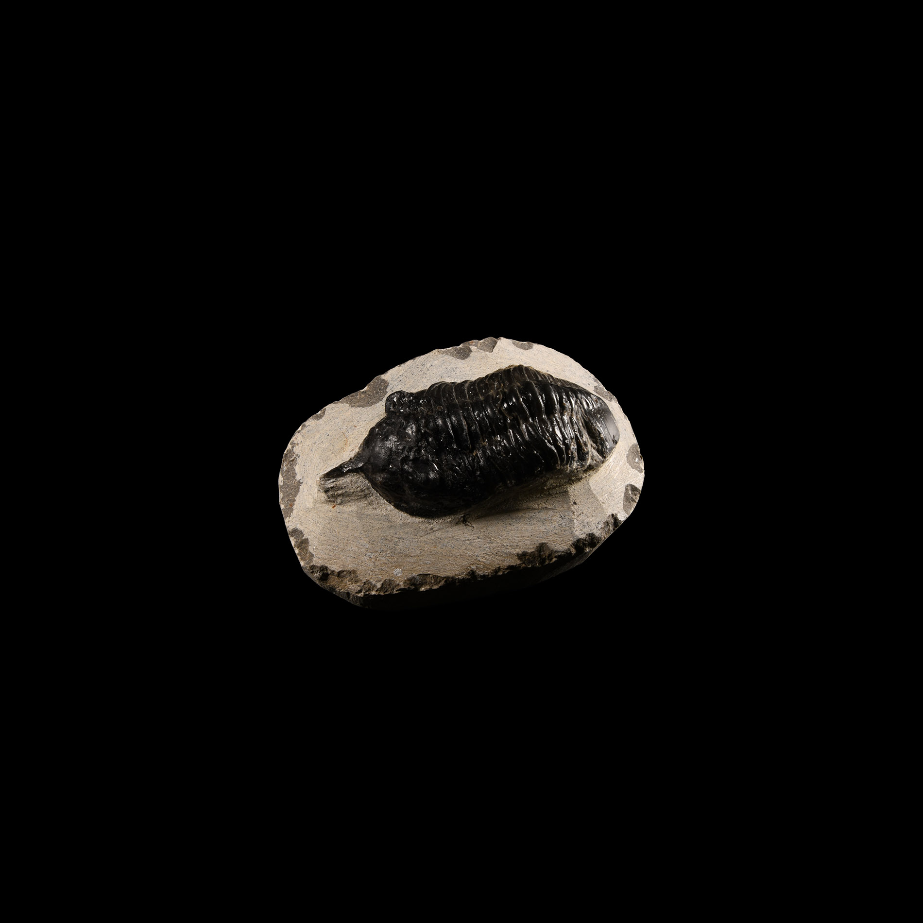 Natural History - Fossil Malladoides Trilobite
