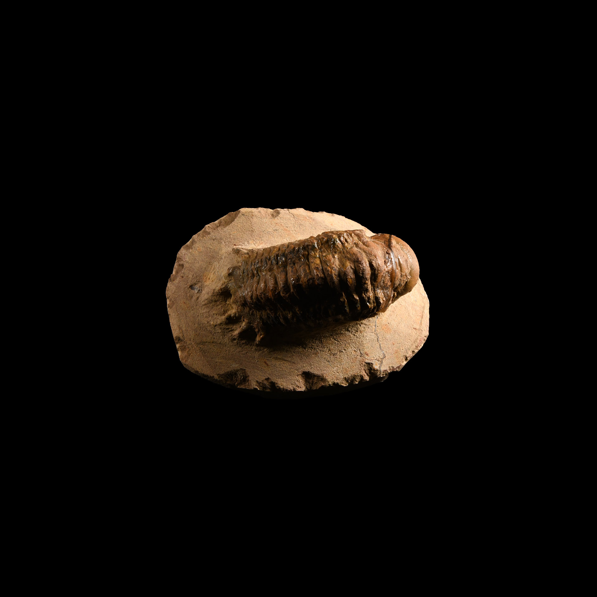 Natural History - Fossil Gibba Trilobite