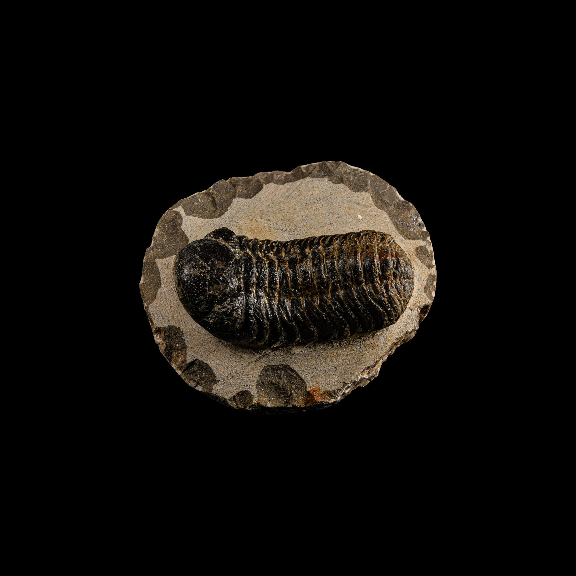 Natural History - Fossil Megalomanicus Trilobite